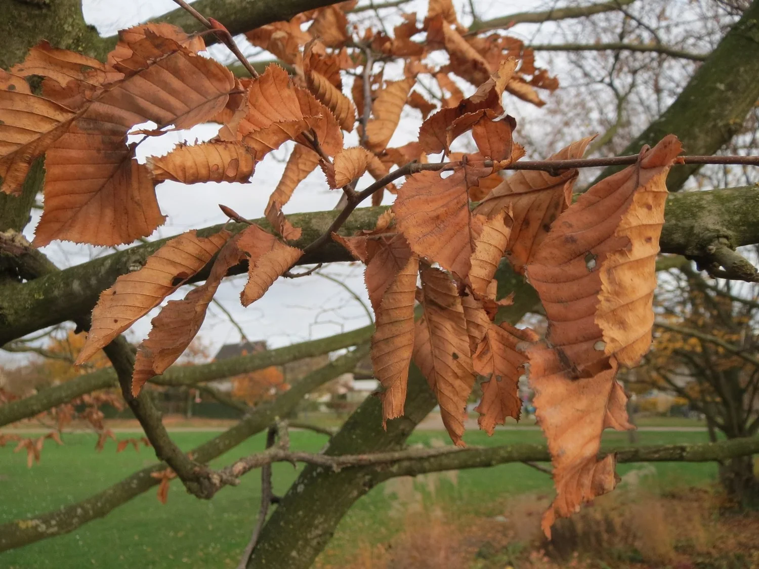 Carpe europeo con sus hojas secas en noviembre (marcescencia).