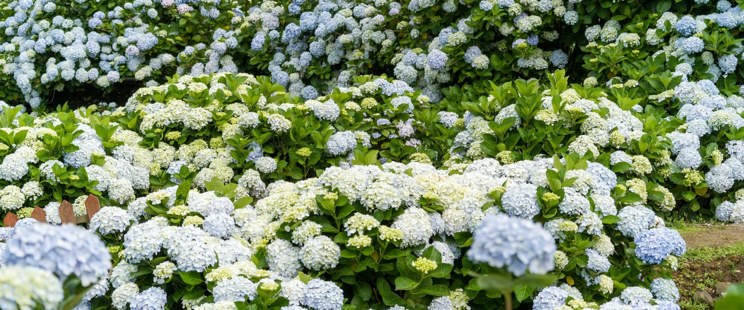 Blue and white hydrangea shrubs in bloom
