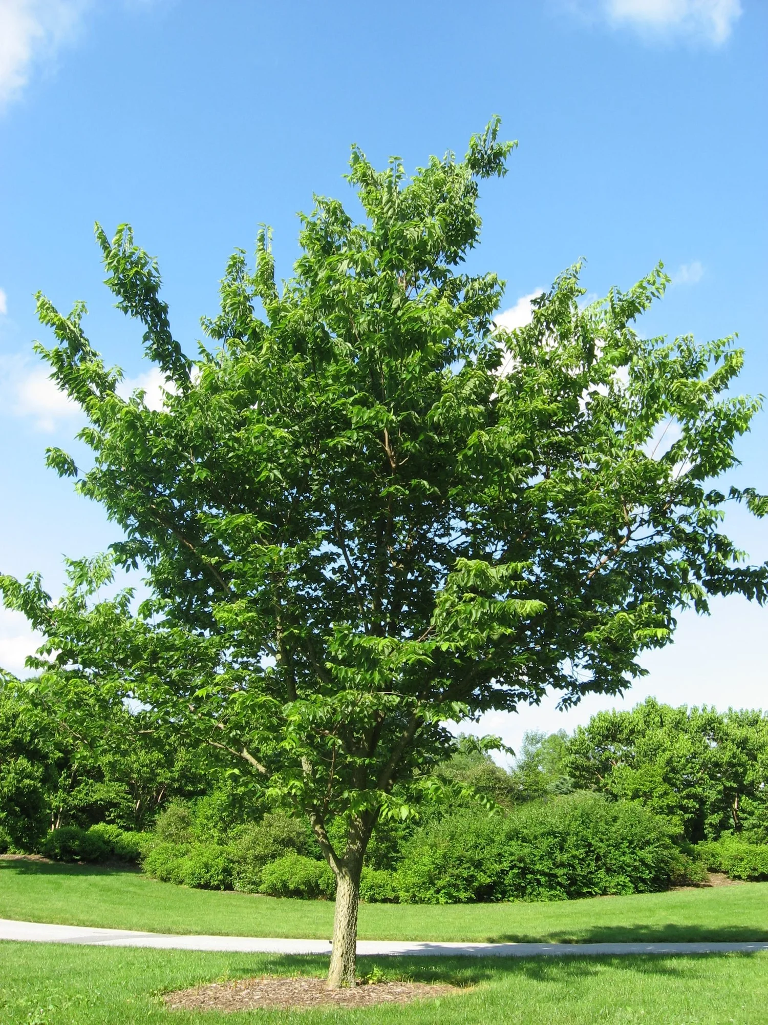 Almez americano o hackberry (Celtis occidentalis), un árbol de sombra nativo y resistente.