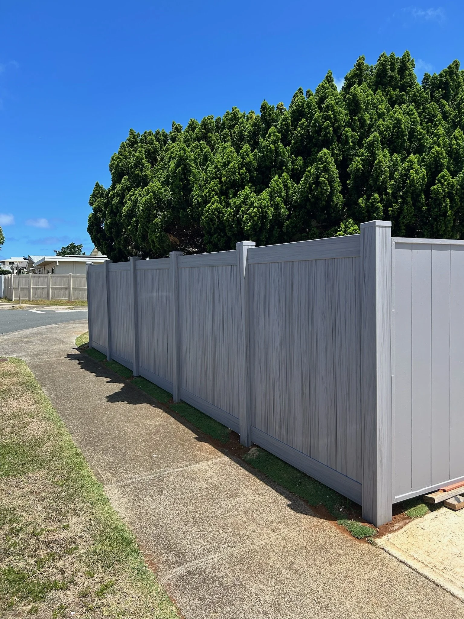 A tall green tree behind a white fence along a sidewalk beneath a bright blue sky.