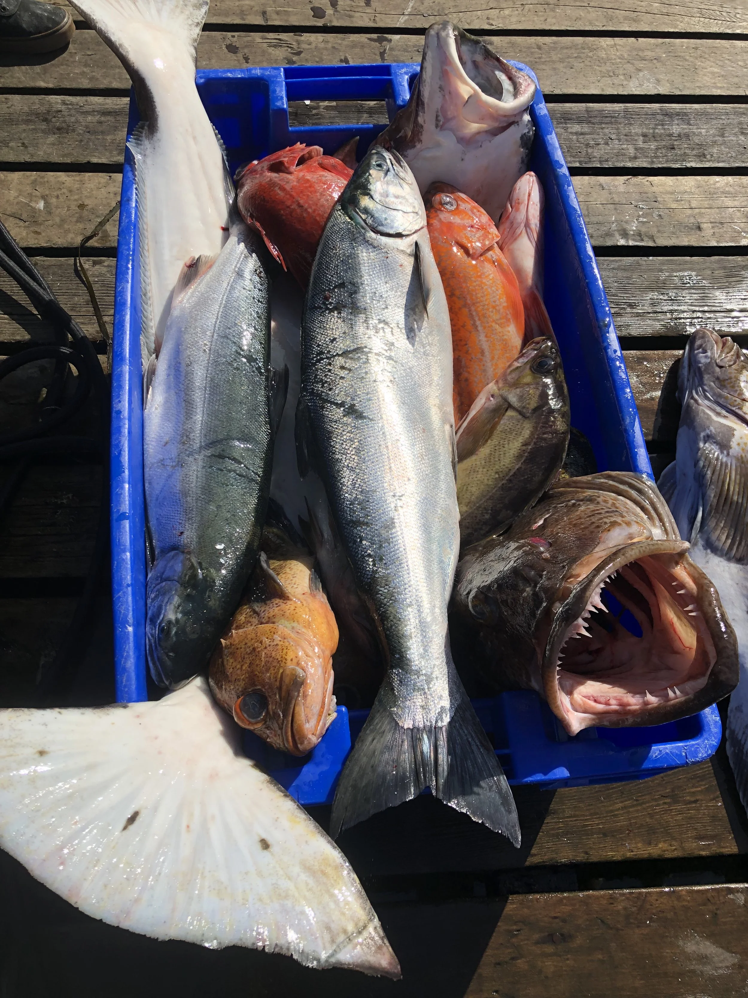 A blue plastic crate filled with various freshly caught fish, including a large flat fish with a white underside, two silver fish, a bright orange fish, and a large fish with its mouth open, on a wooden dock.