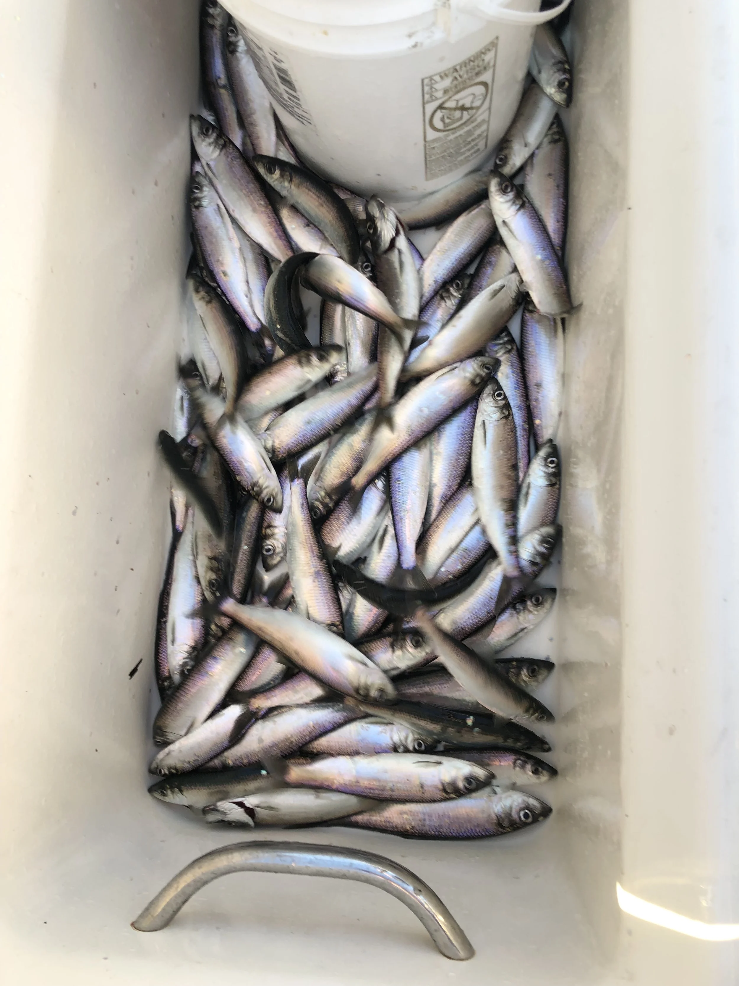 A collection of small fish with silvery, iridescent bodies, black stripes along their sides, and large eyes, piled in the bottom of a white cooler or container with a metal handle visible at the bottom.