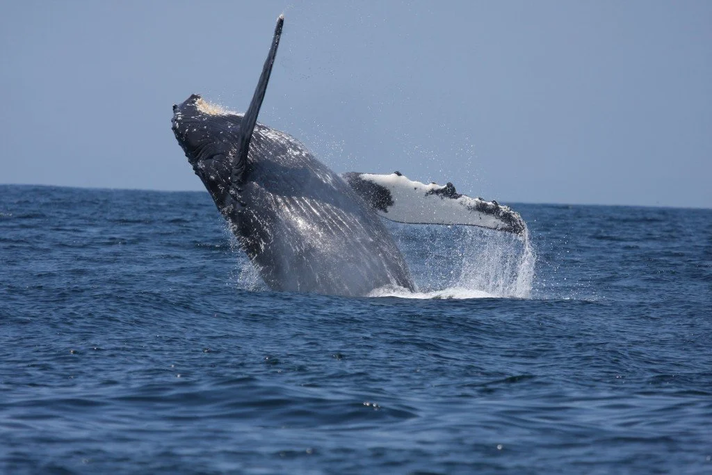 A whale breaching out of the ocean, with water splashing around it.