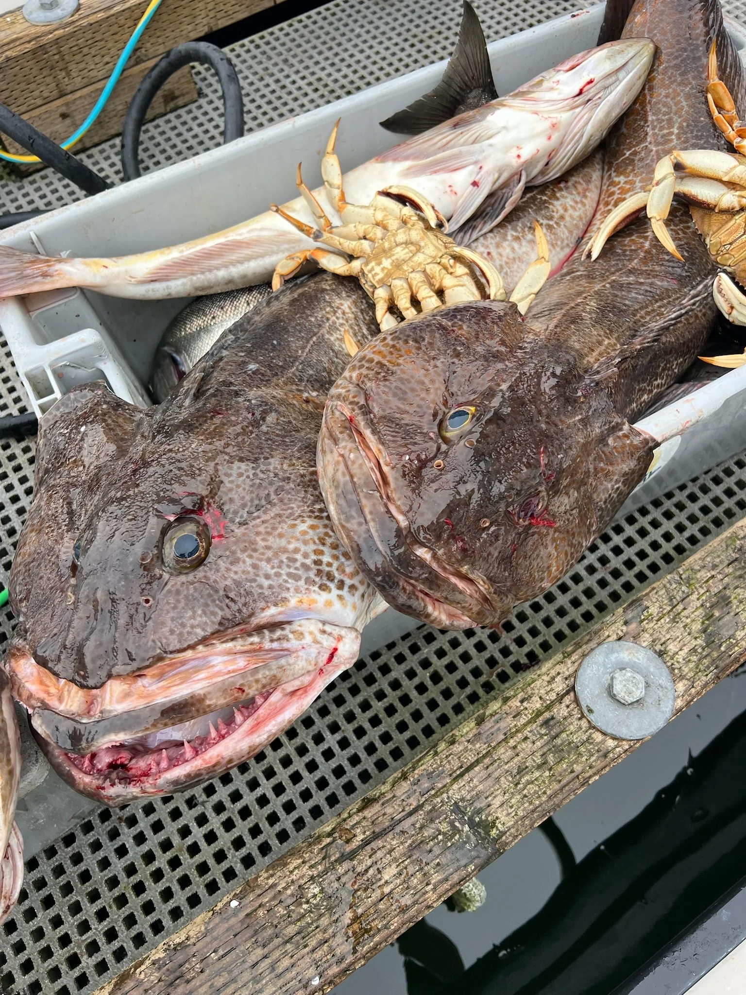 Fresh caught fish and crab placed on a boat dock's wooden surface, ready for processing or sale.