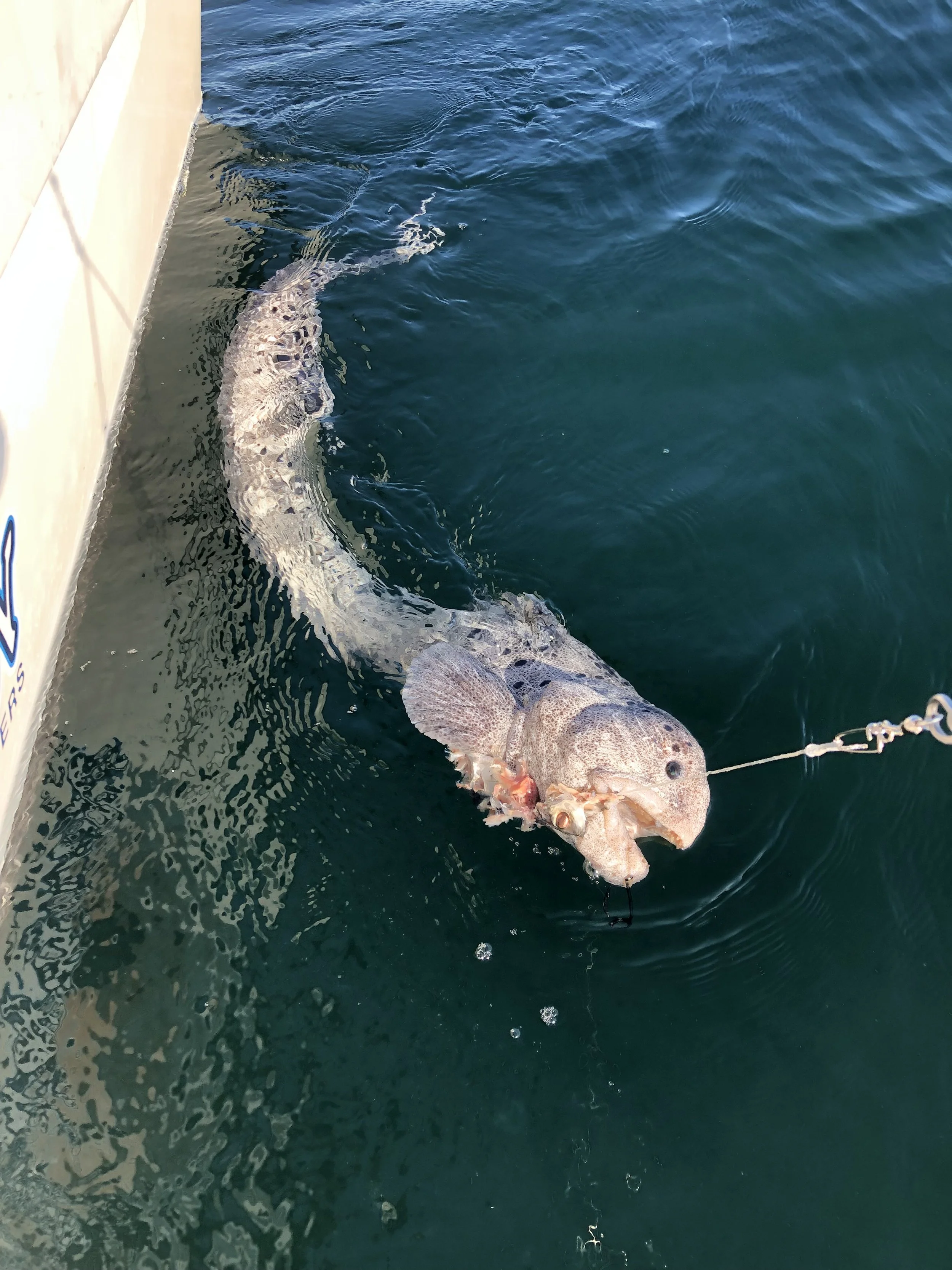 A fish hanging from a hook, caught in the water near a boat dock.