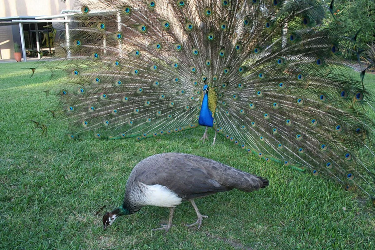 How evolutionary biology explains the power of executive dinners