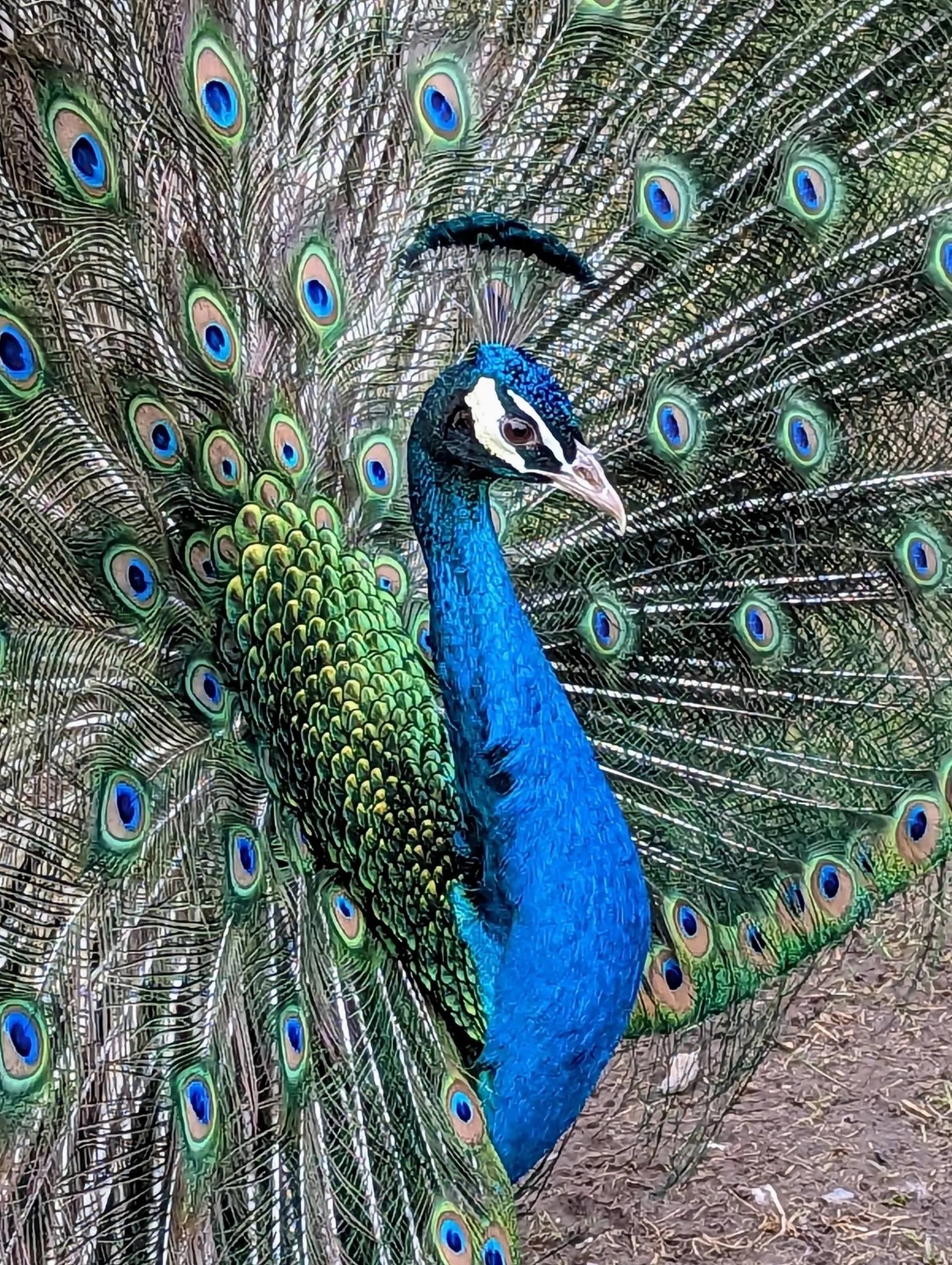 A peacock