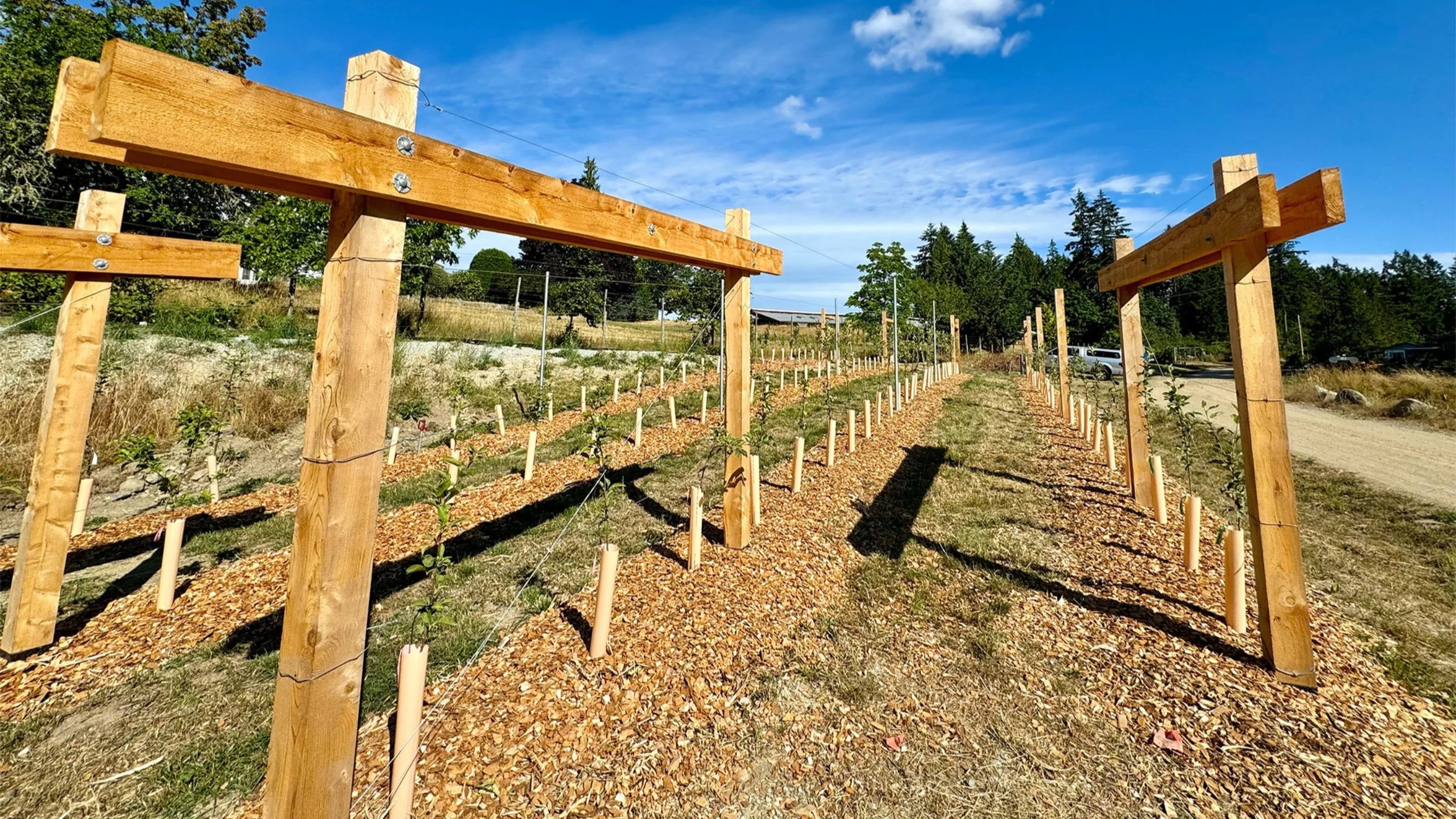 Wooden garden trellis with young plants growing underneath, set on a gravel path, with a background of trees and blue sky.