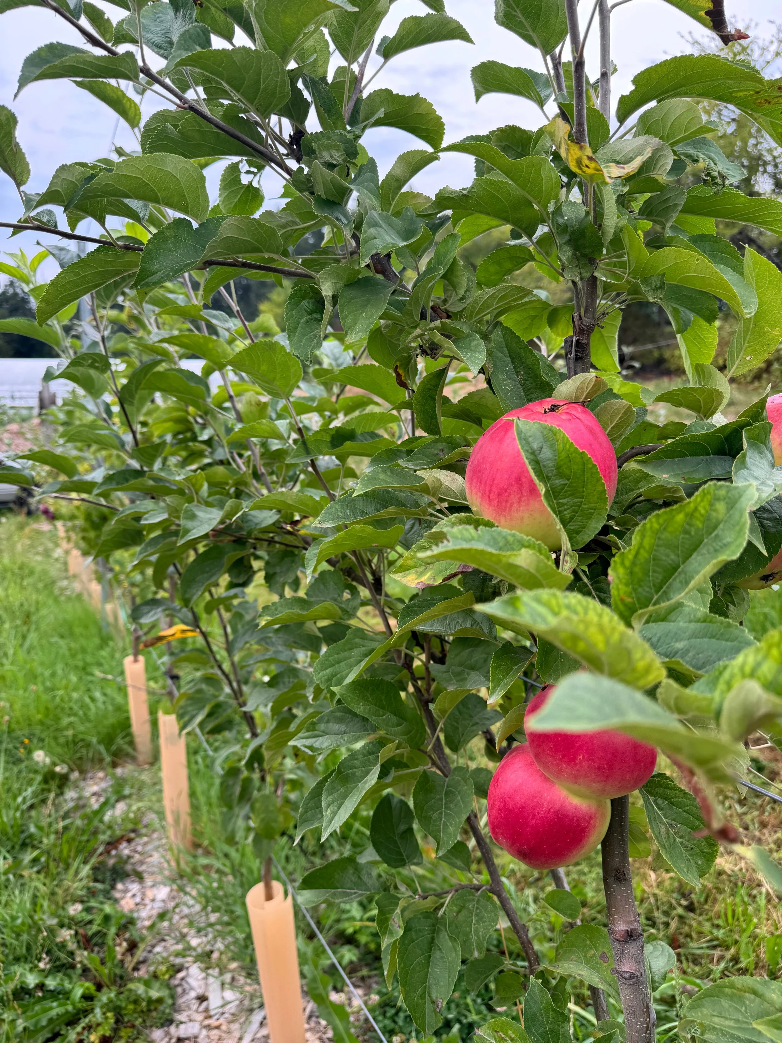 high_density_orchard_apple.jpg