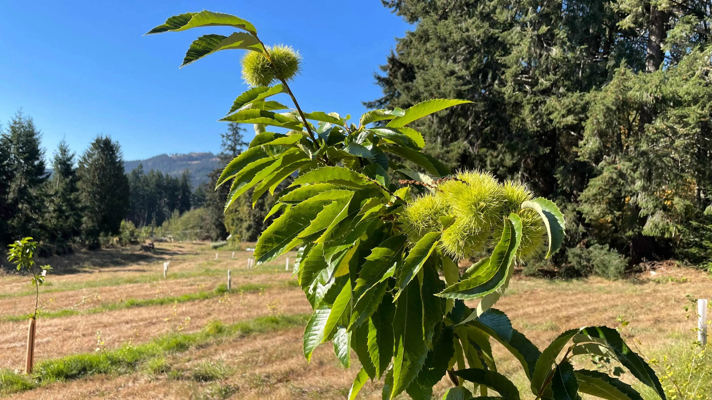 nut_orchard_sweetchestnut.jpg