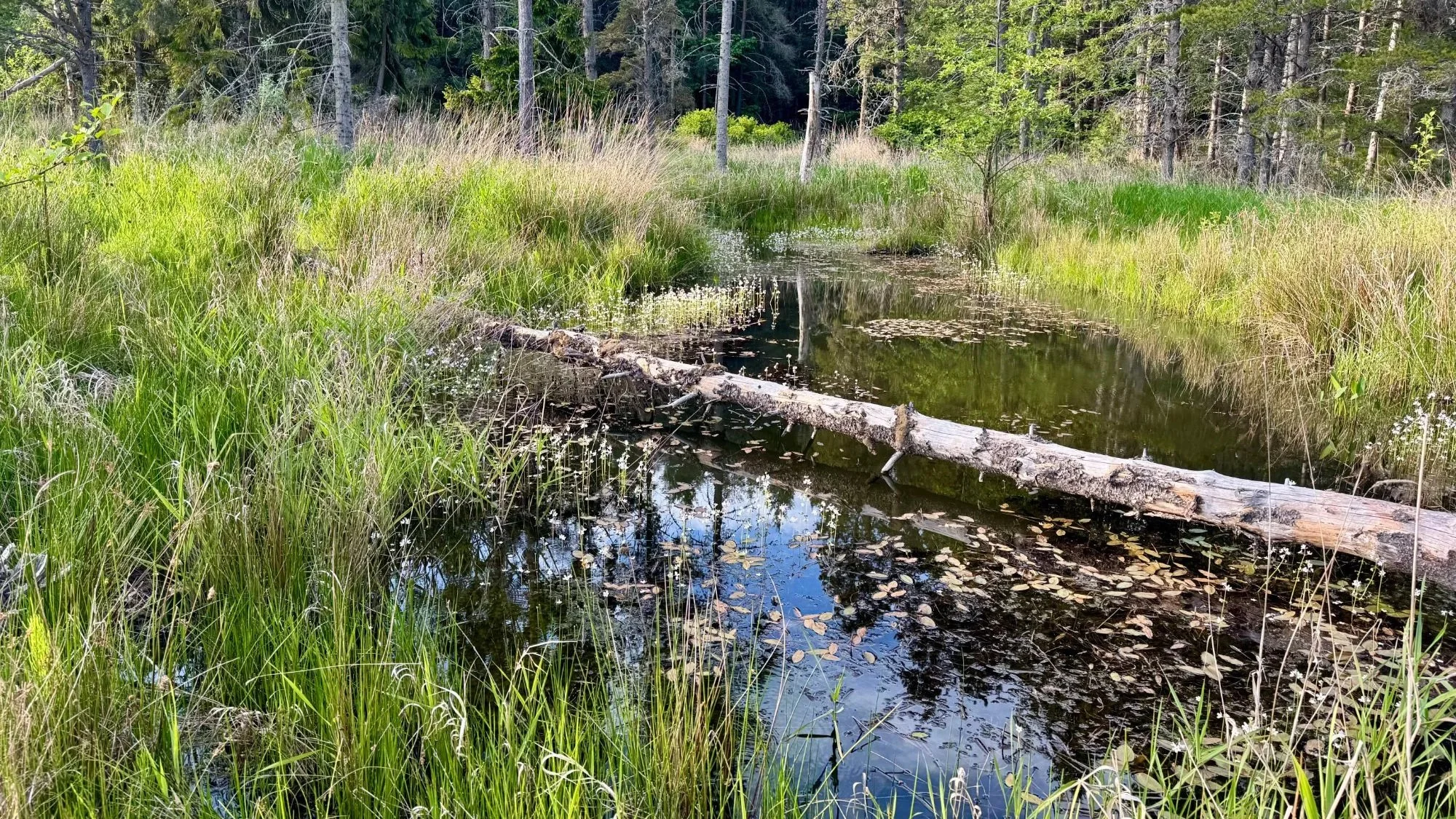 wetland_constructed_1.jpg