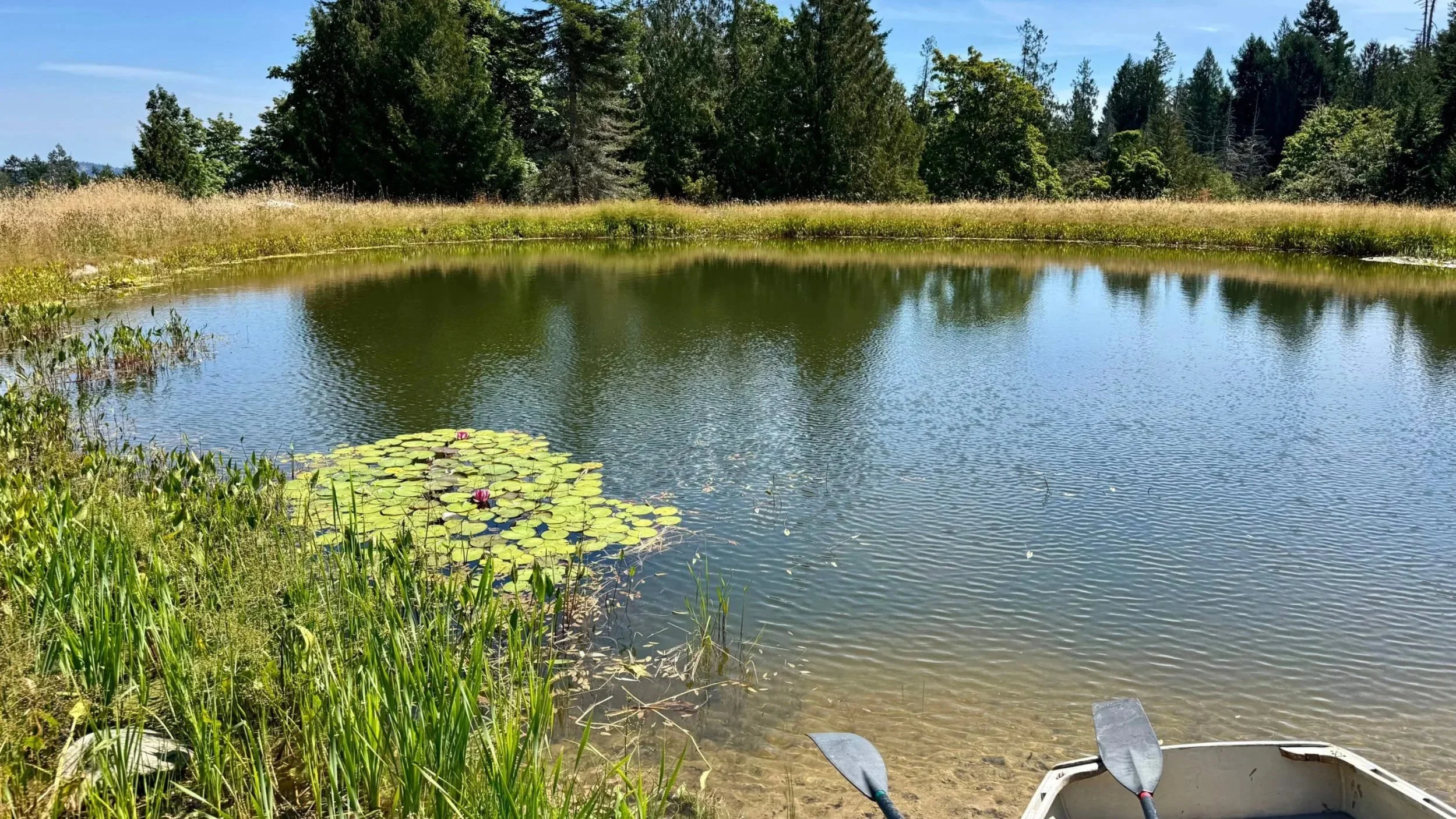 recreation_pond_natural_swimming.jpg
