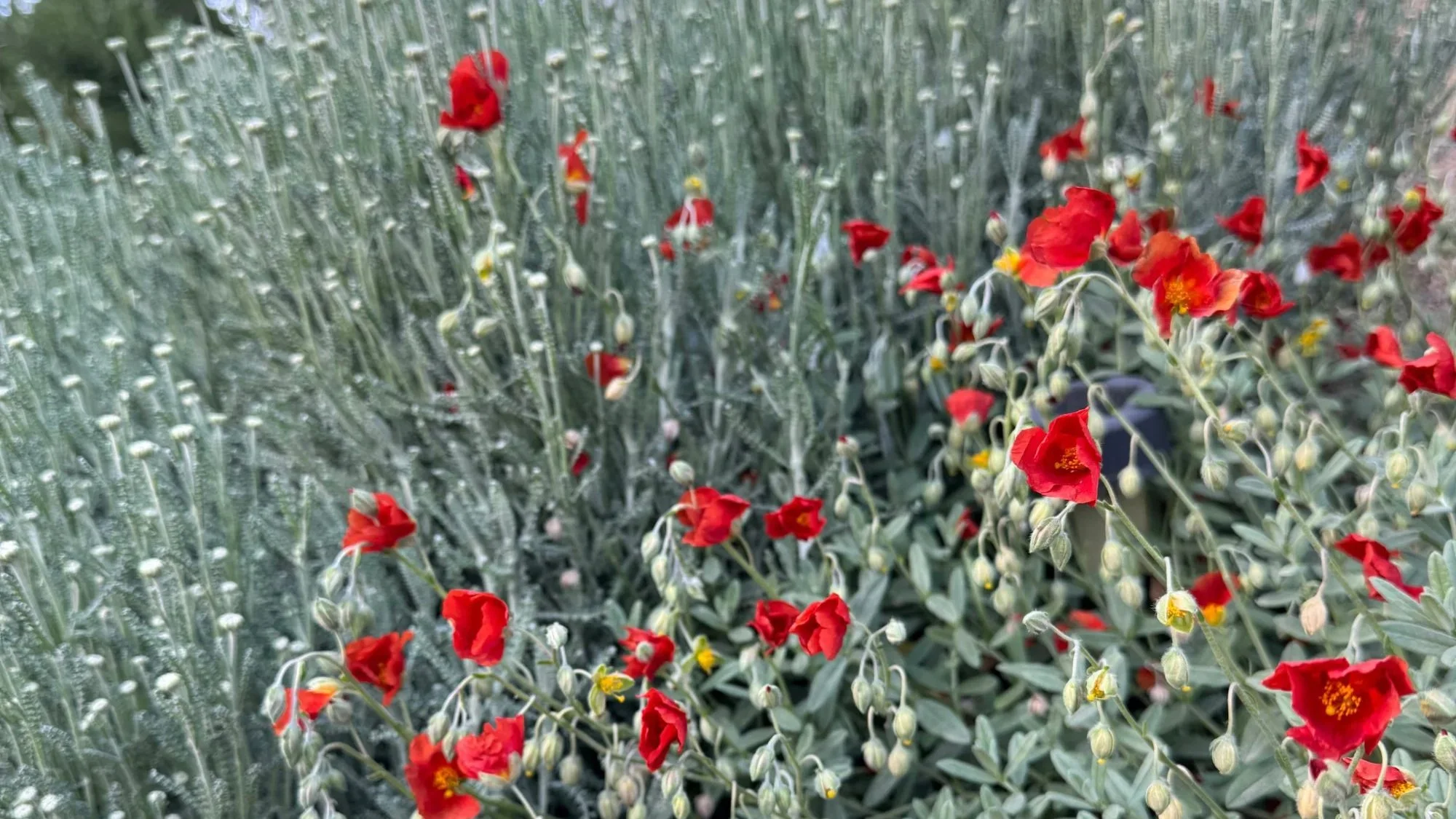 xeriscape_1.jpg