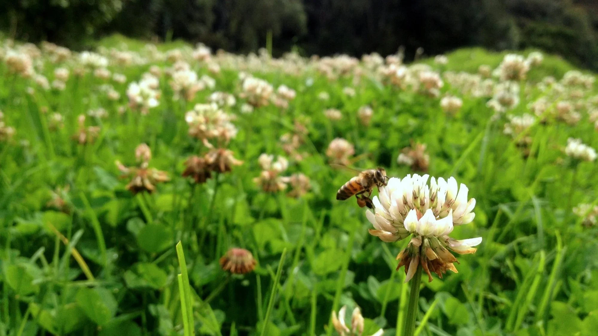 clover_lawn.jpg