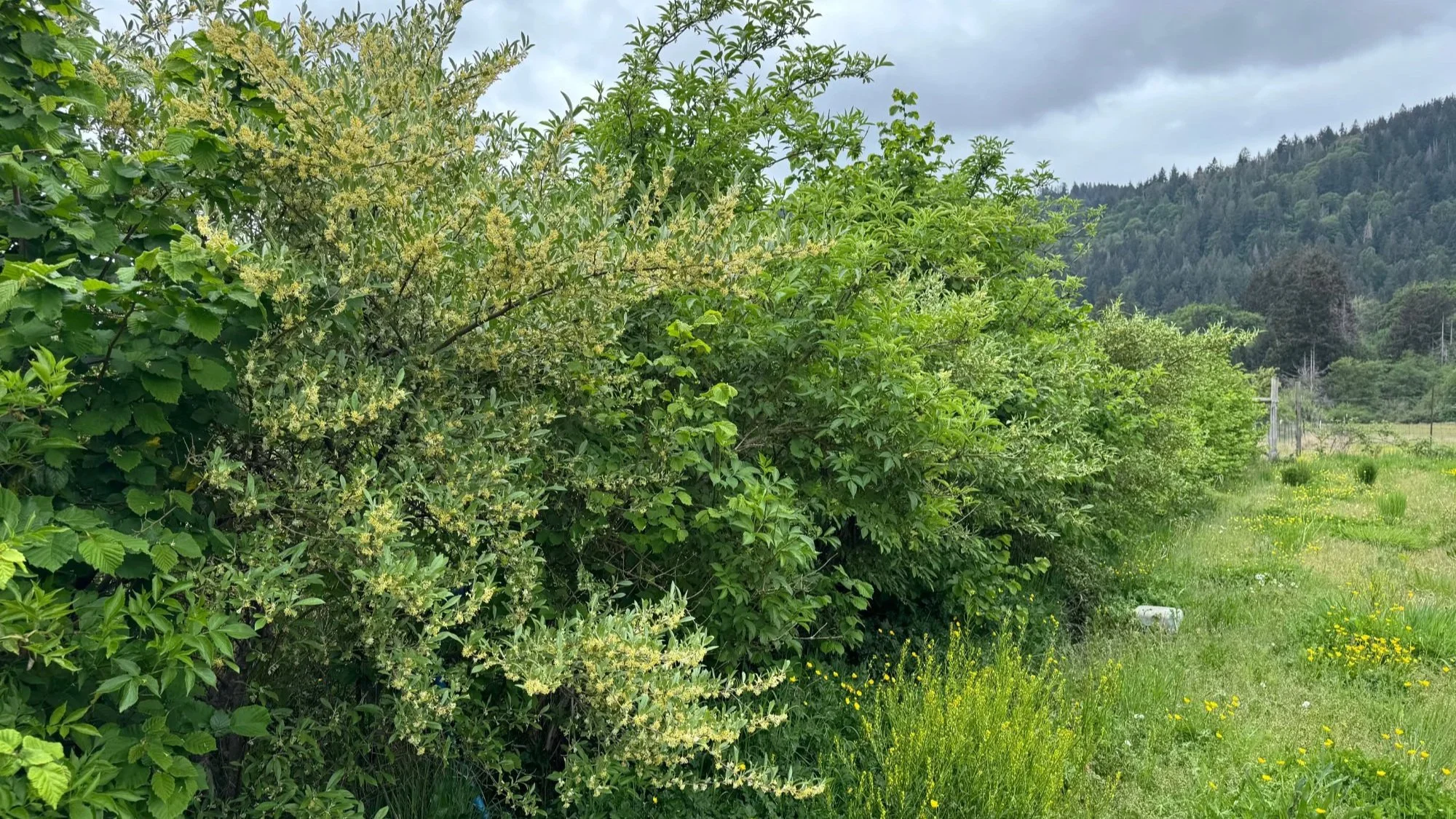 hedgerow_2.jpg
