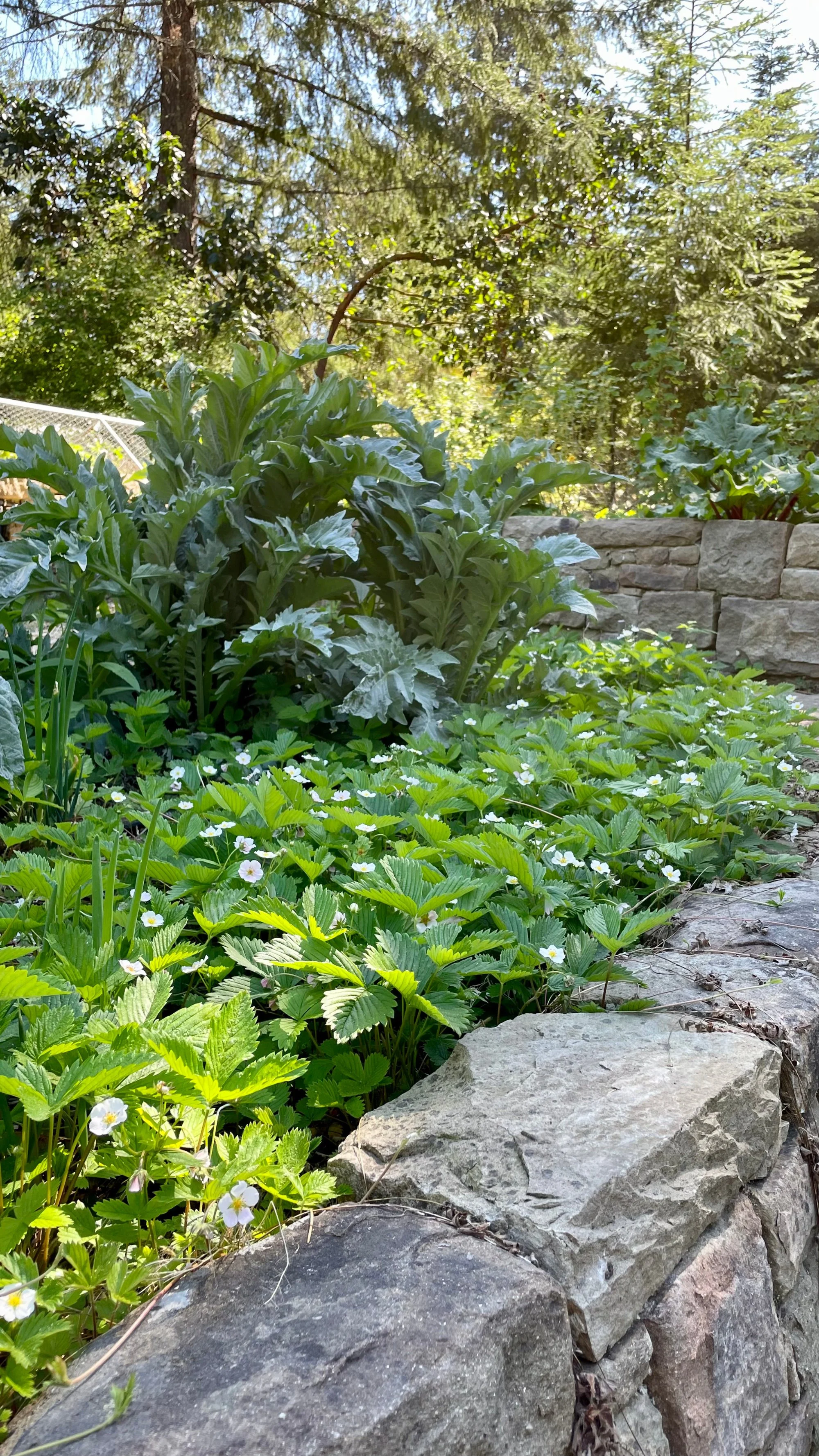 edible_garden_2.jpg