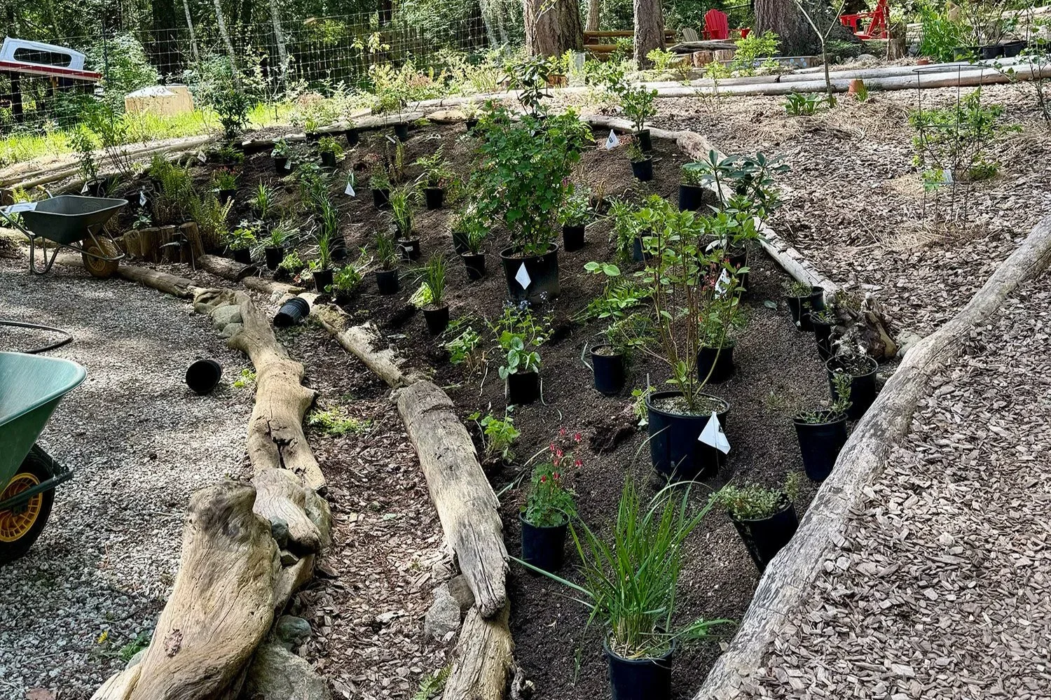Woodland Garden