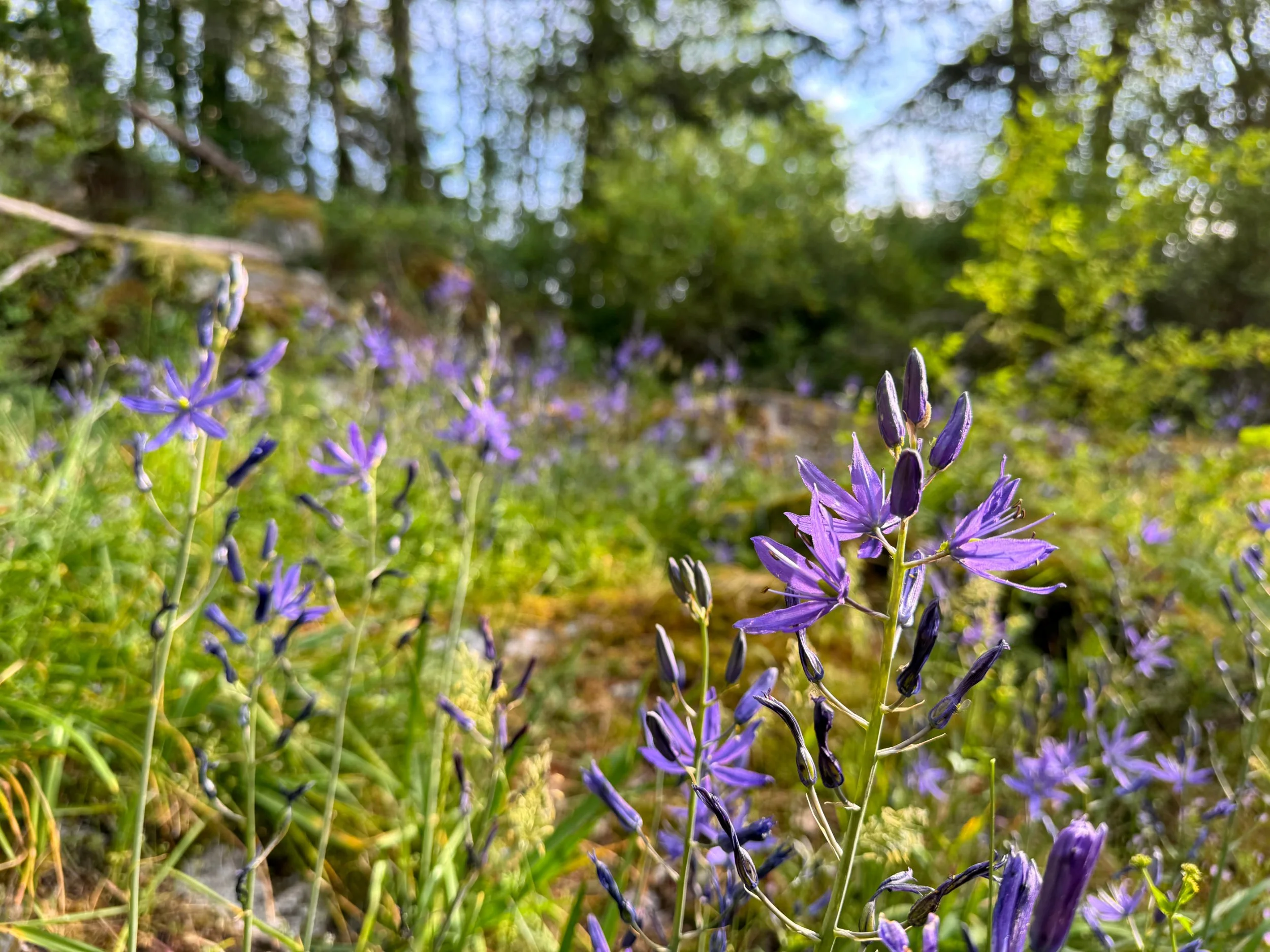 Close-up of purple wildflowers on a grassy ground with tall trees and a bright sky in the background.