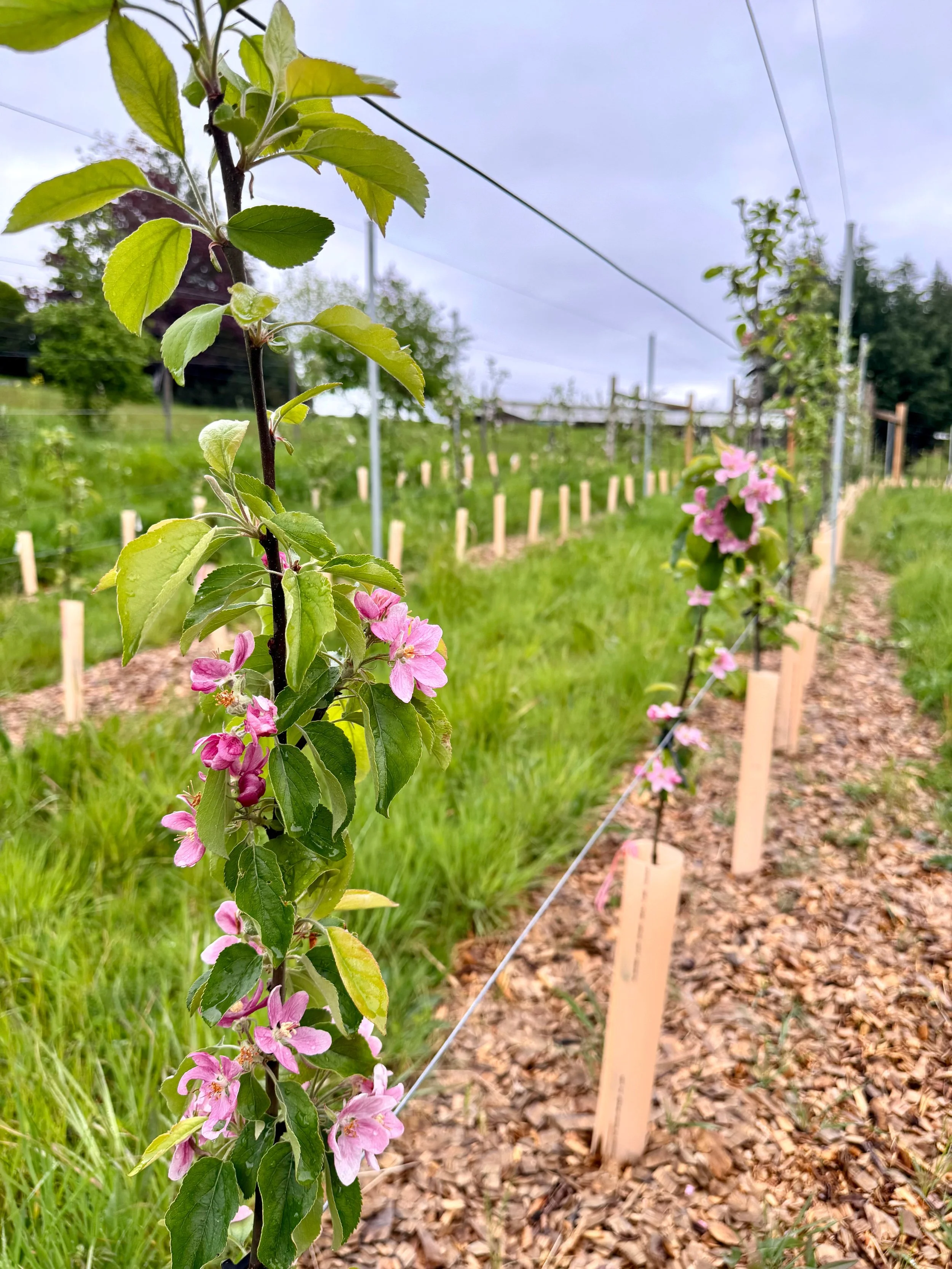 high_density_orchard_pink_flower.jpg