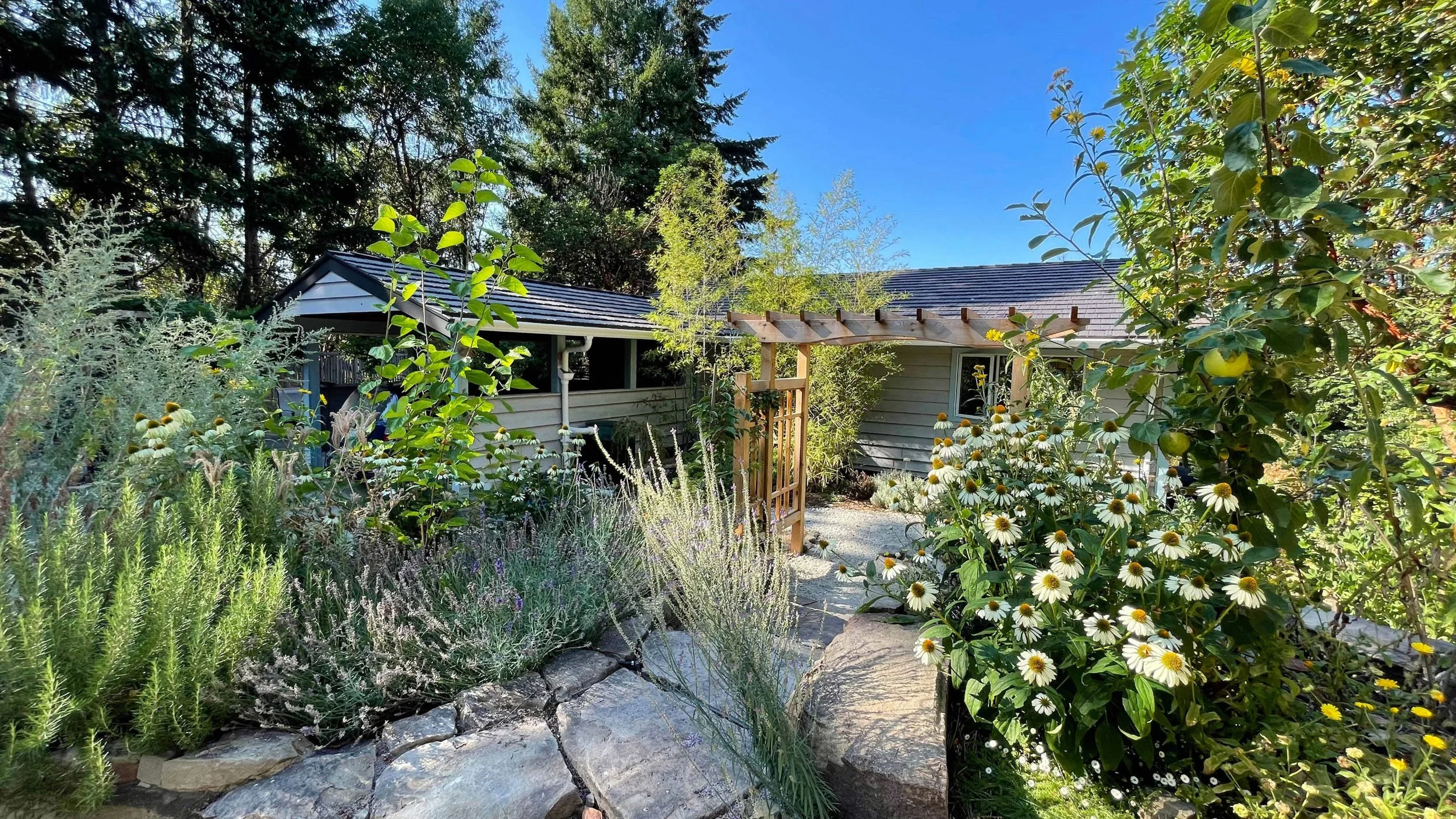 View of a lush garden with a gravel pathway, various flowering plants, and shrubs in front of a house with gray siding and a shingled roof, surrounded by tall trees under a clear blue sky.