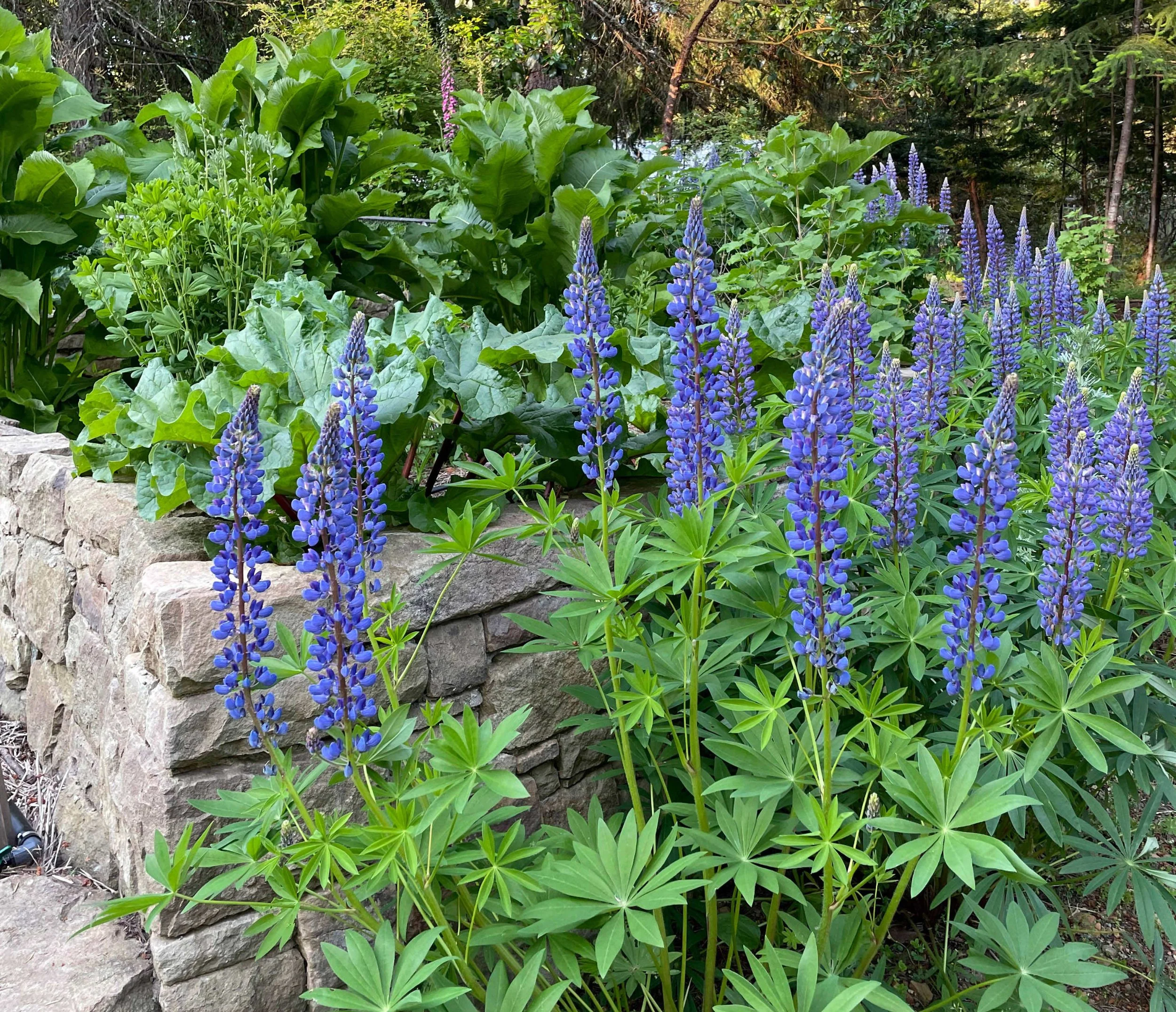 pollinator_garden_lupin.jpg