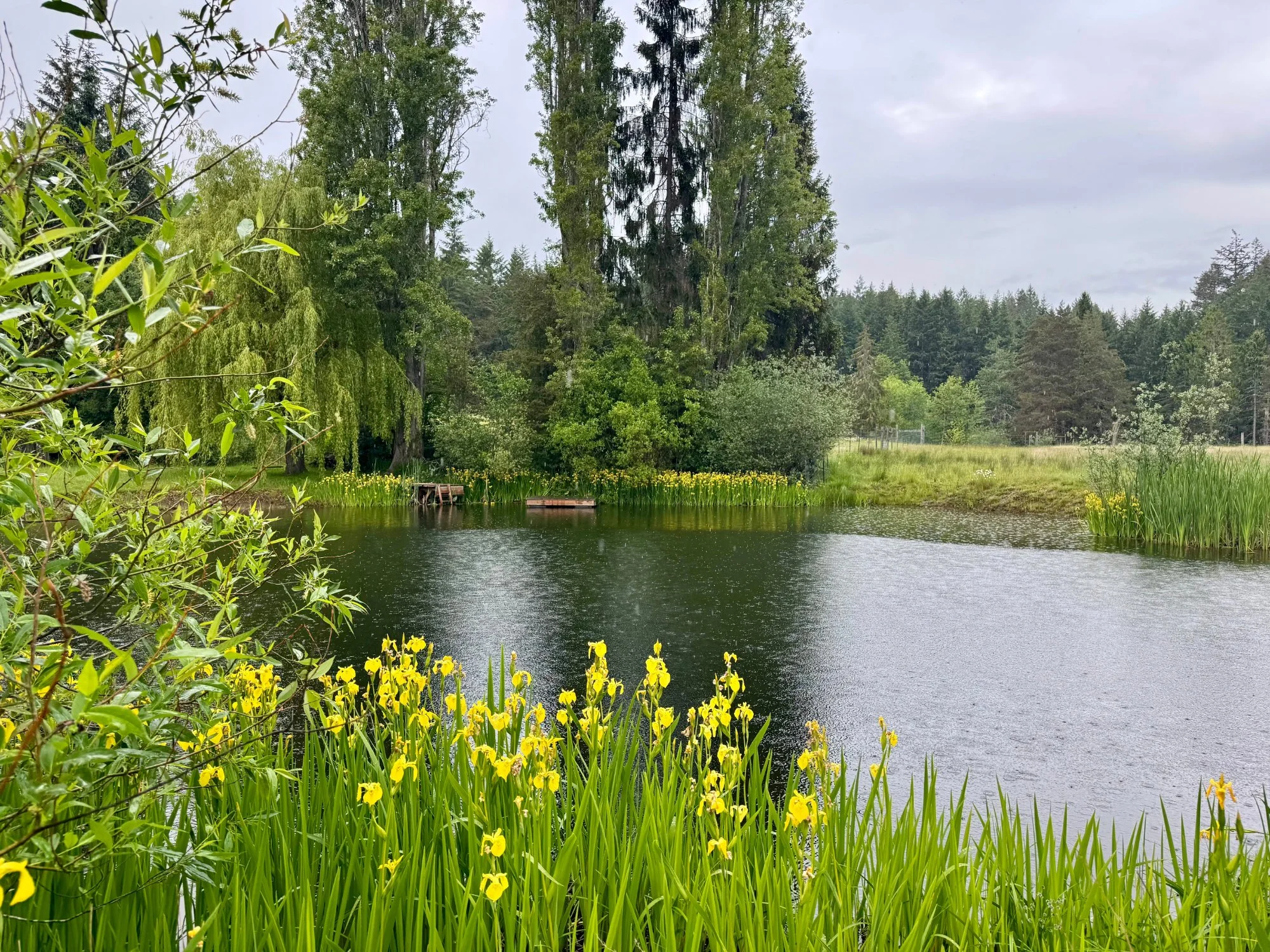 A peaceful pond surrounded by lush green trees and yellow wildflowers, with a wooden dock extending into the water and an overcast sky above.