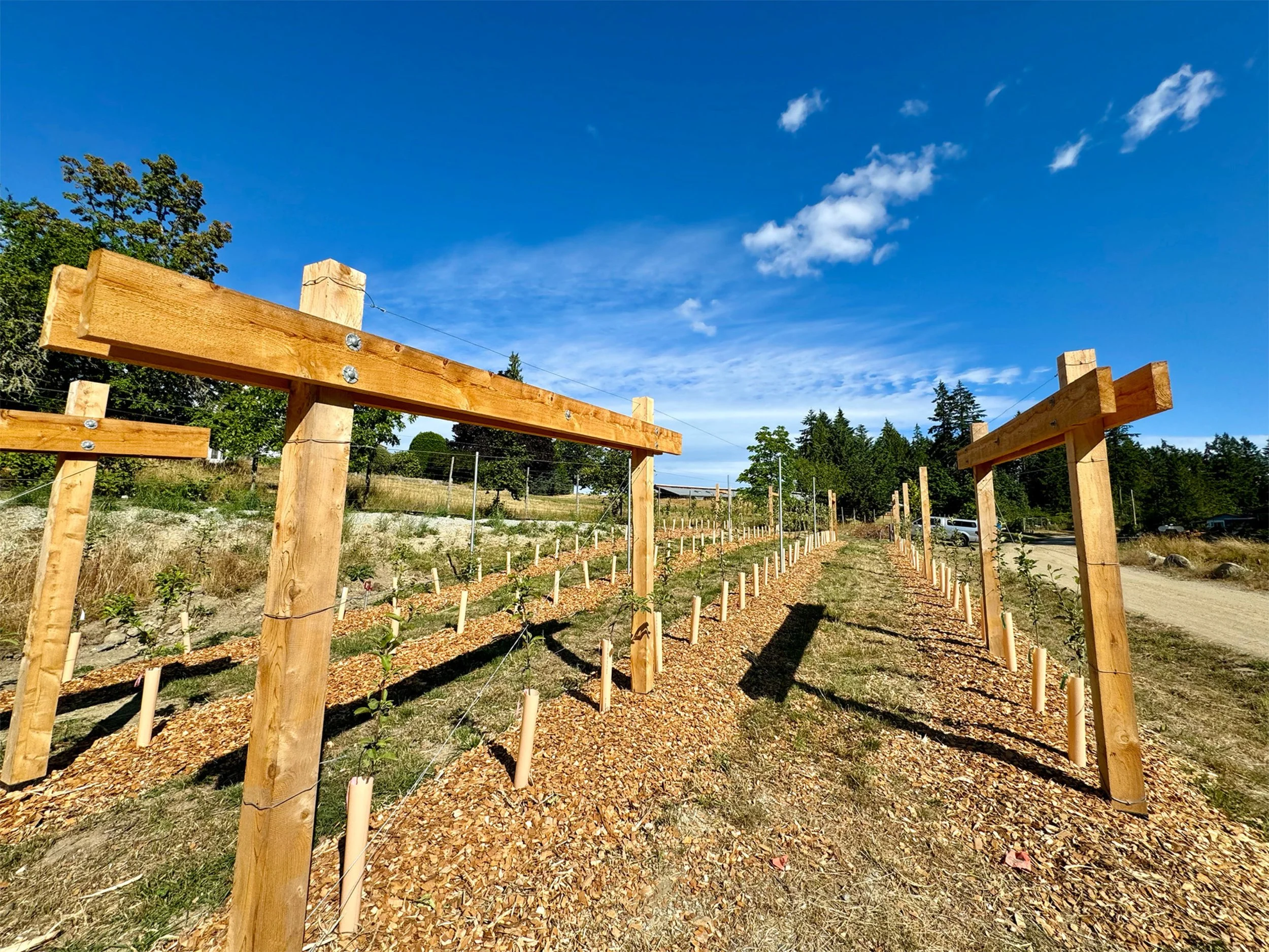 high_density_orchard_after.jpg