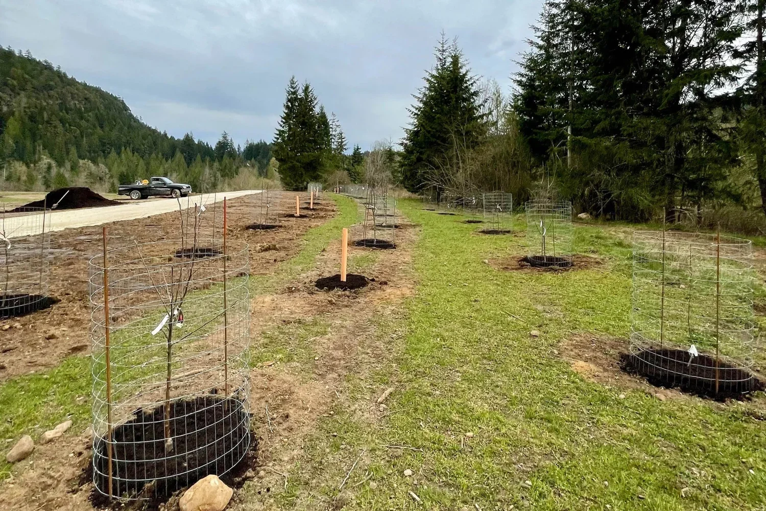 new_orchard.webp