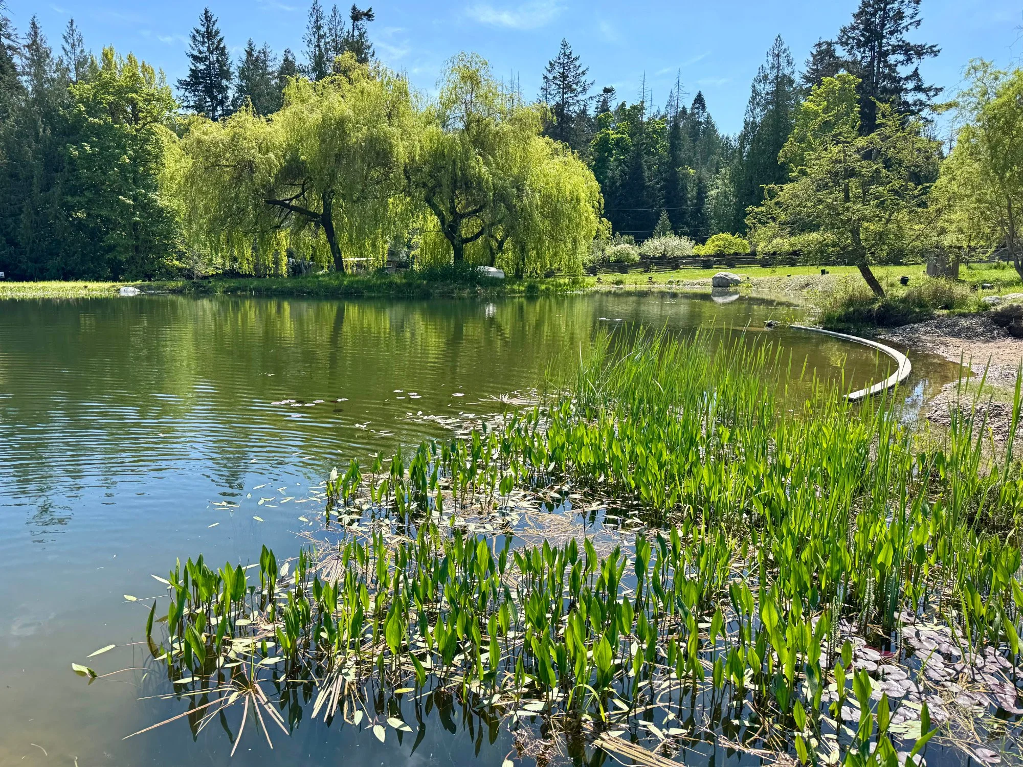 recreation_pond_willow.jpg