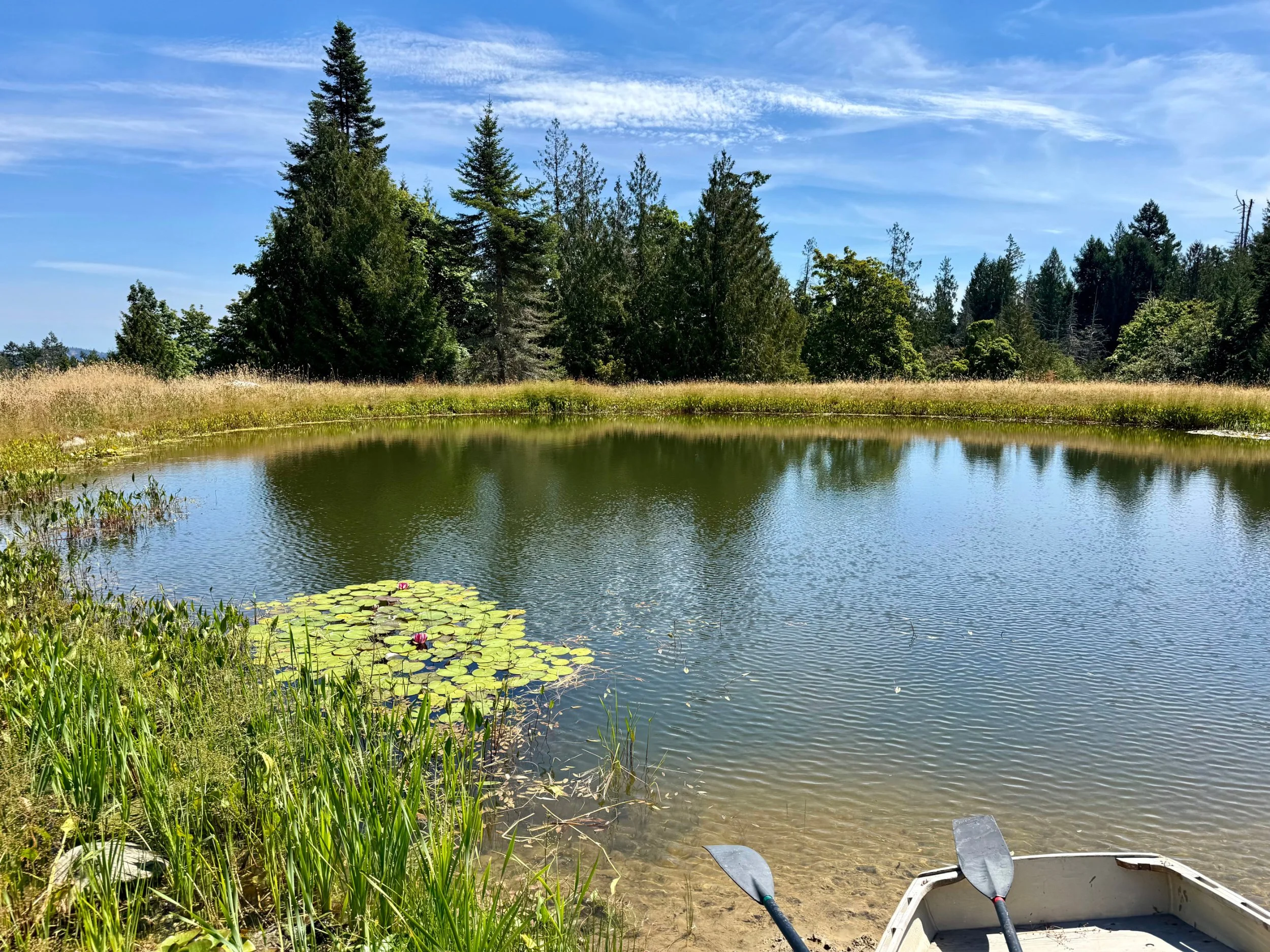recreation_pond_natural_swimming.jpg