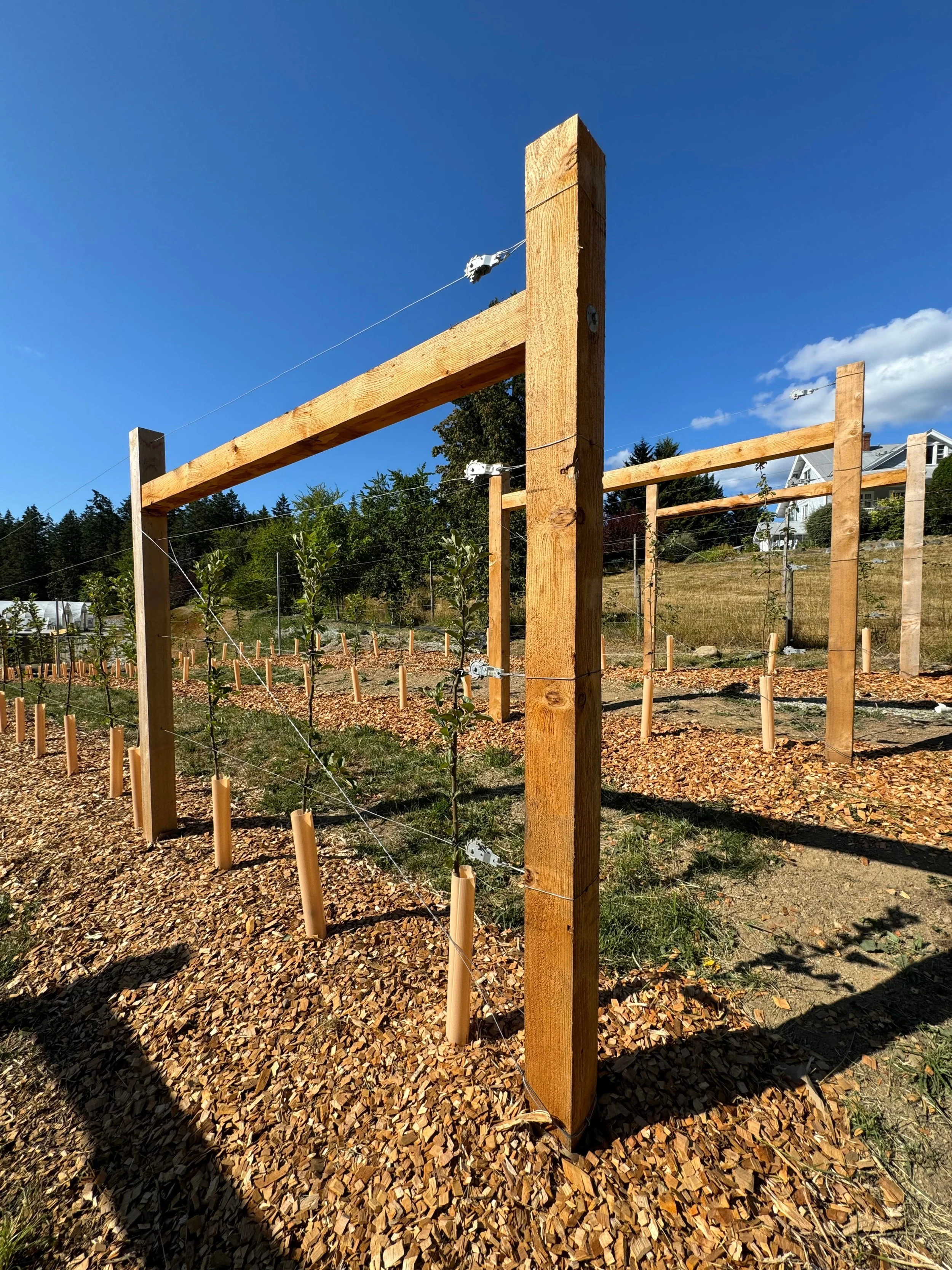 high_density_orchard_trellis.jpg