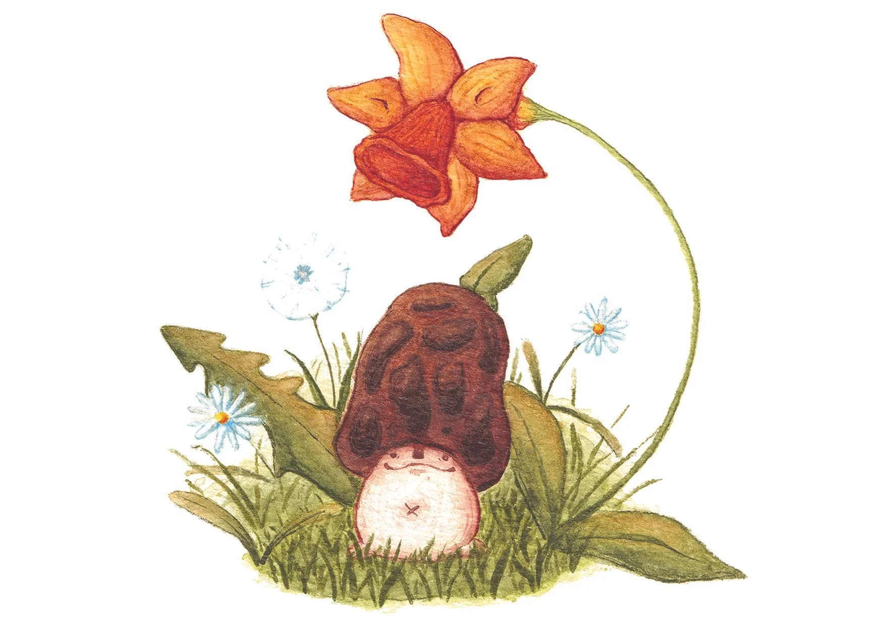 Illustrations