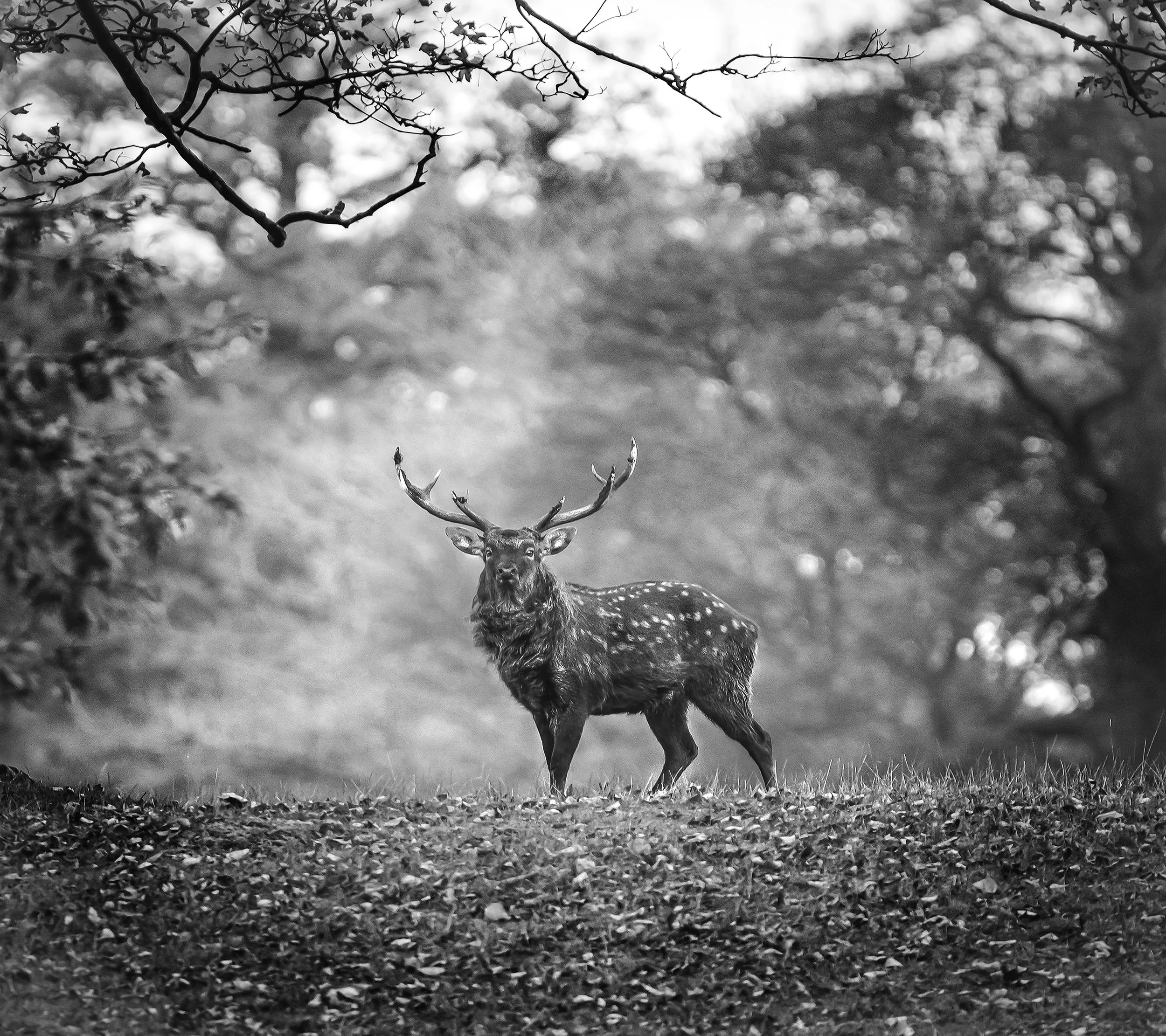 A black and white photo of a deer standing in a forest. The deer has antlers and is looking towards the camera. The background is blurred with trees and bright sunlight filtering through the leaves.
