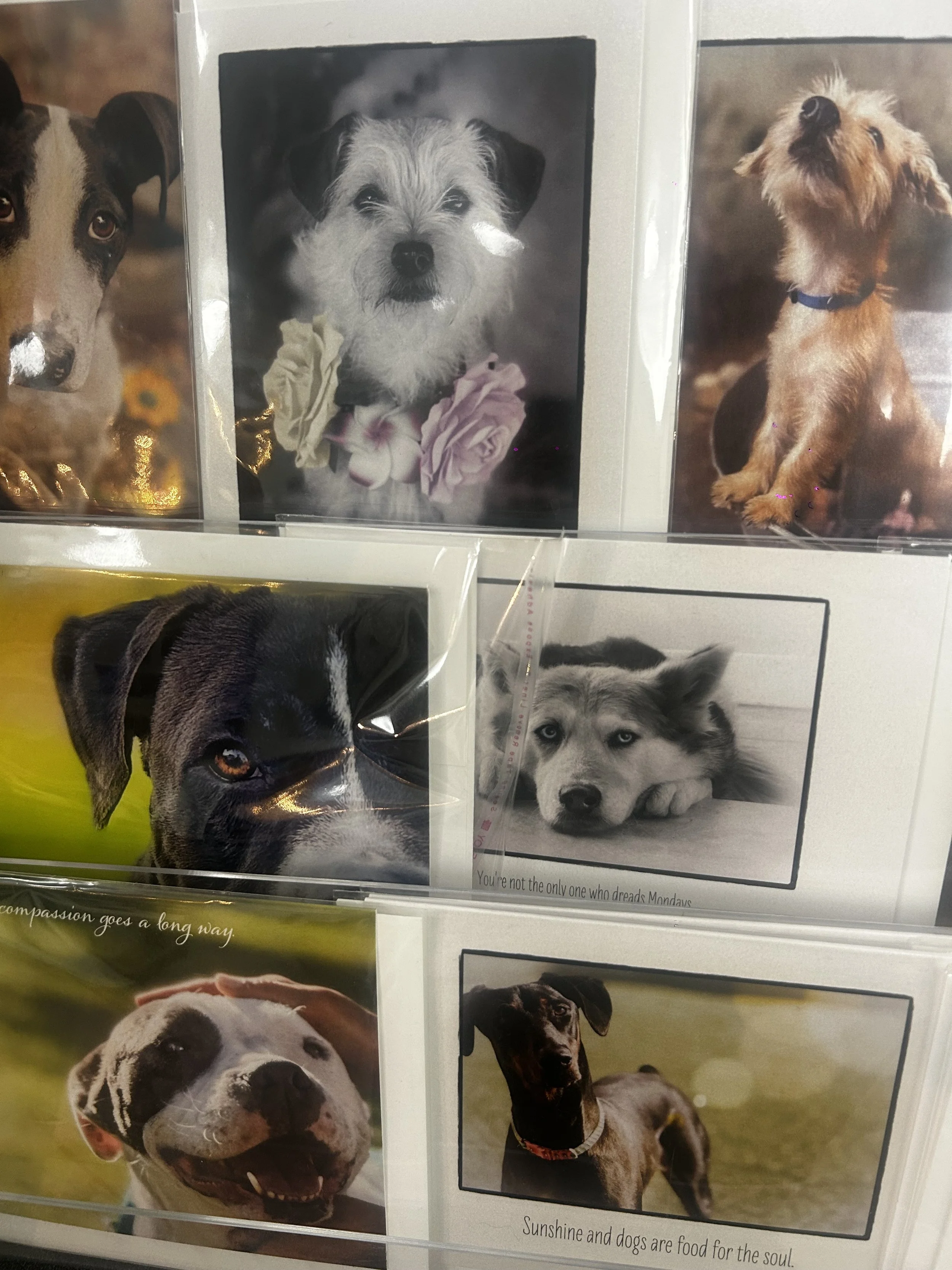 Collection of photographs featuring various dogs, including a close-up of a black and white dog with a happy expression, a husky with blue eyes, and an adorable scruffy terrier with a collar.