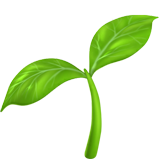 A close-up of a small plant with two bright green leaves