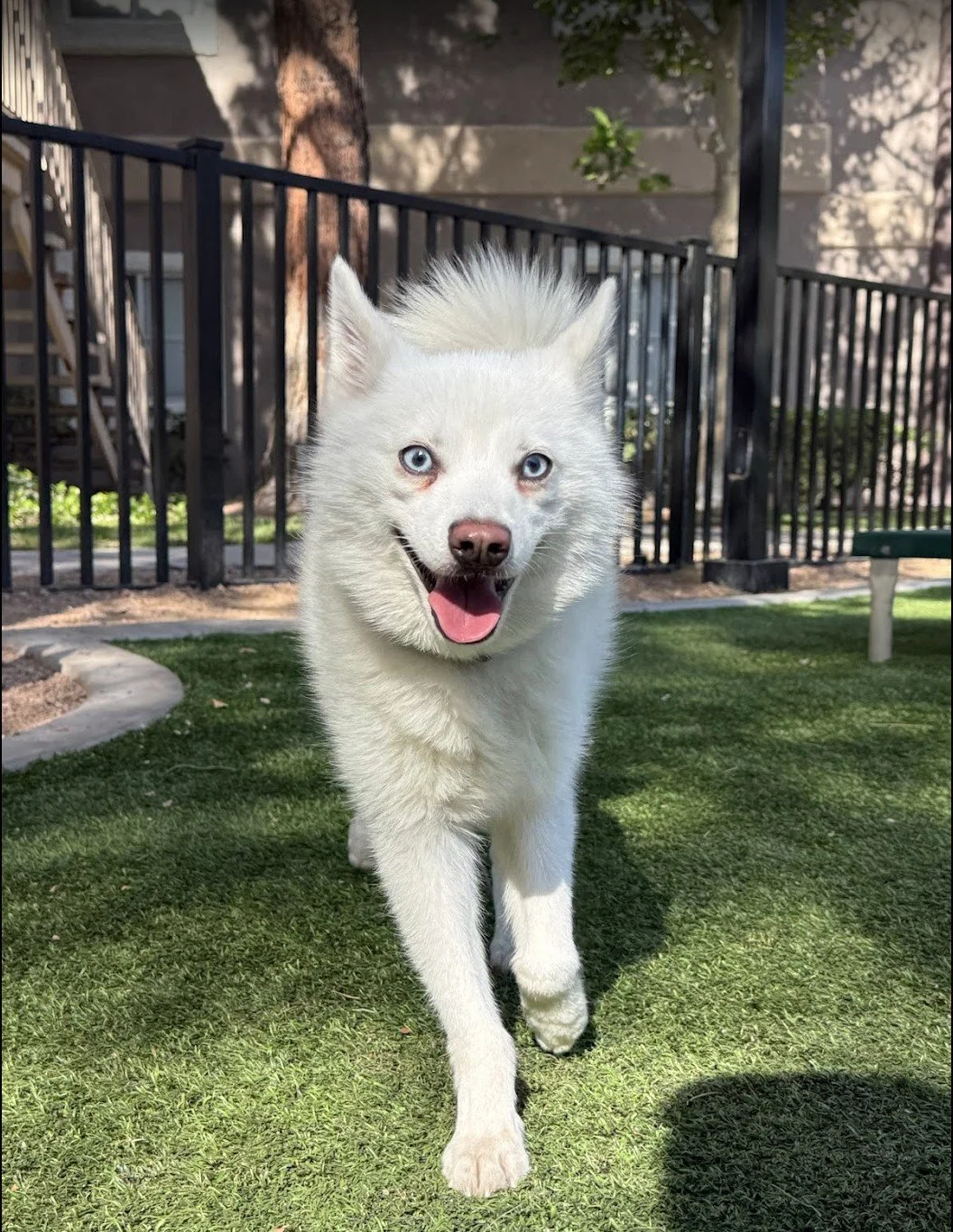 A happy white Siberian Husky puppy with blue eyes running on green grass in a backyard, with a black fence, trees, and a patio in the background.