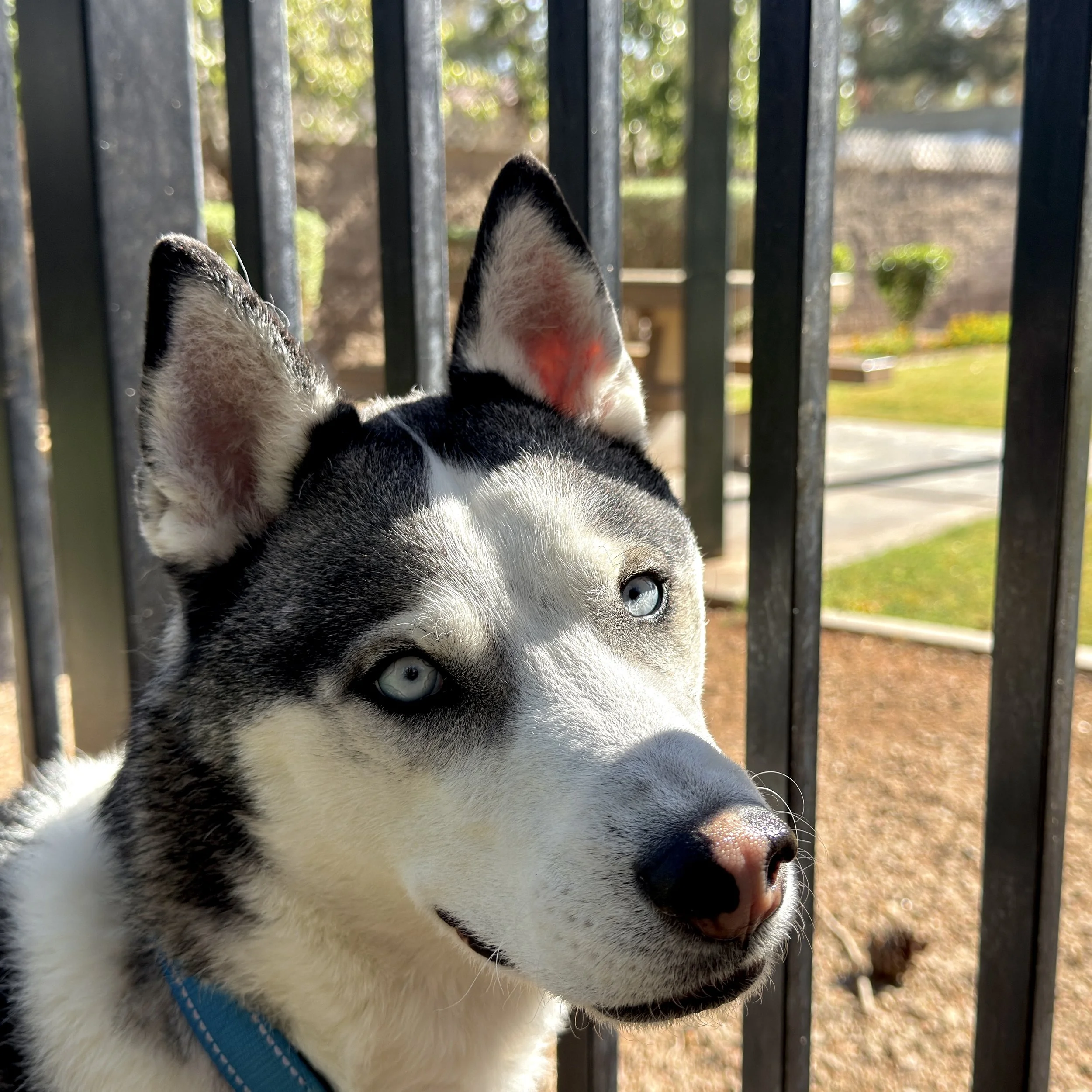 Close-up of a Siberian Husky's face with blue eyes, looking through a metal fence on a sunny day.
