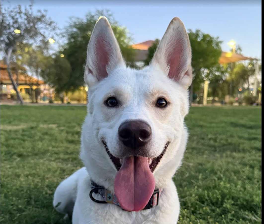 A happy white dog with pointy ears, sticking out tongue, sitting on grass in a park with trees and buildings in the background.