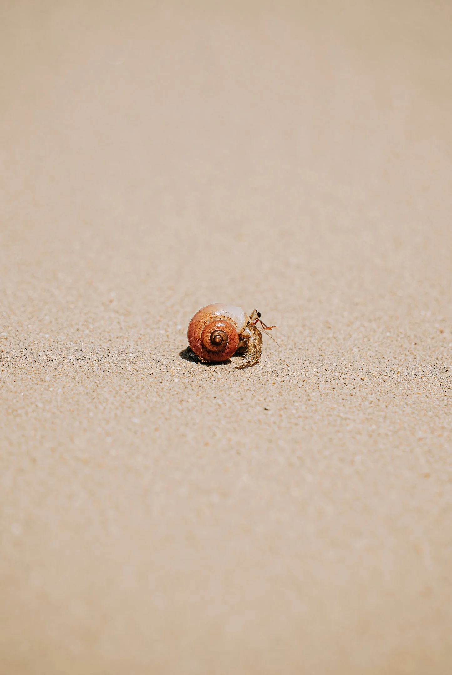 A small snail with a pinkish-brown shell moving across a sandy surface.