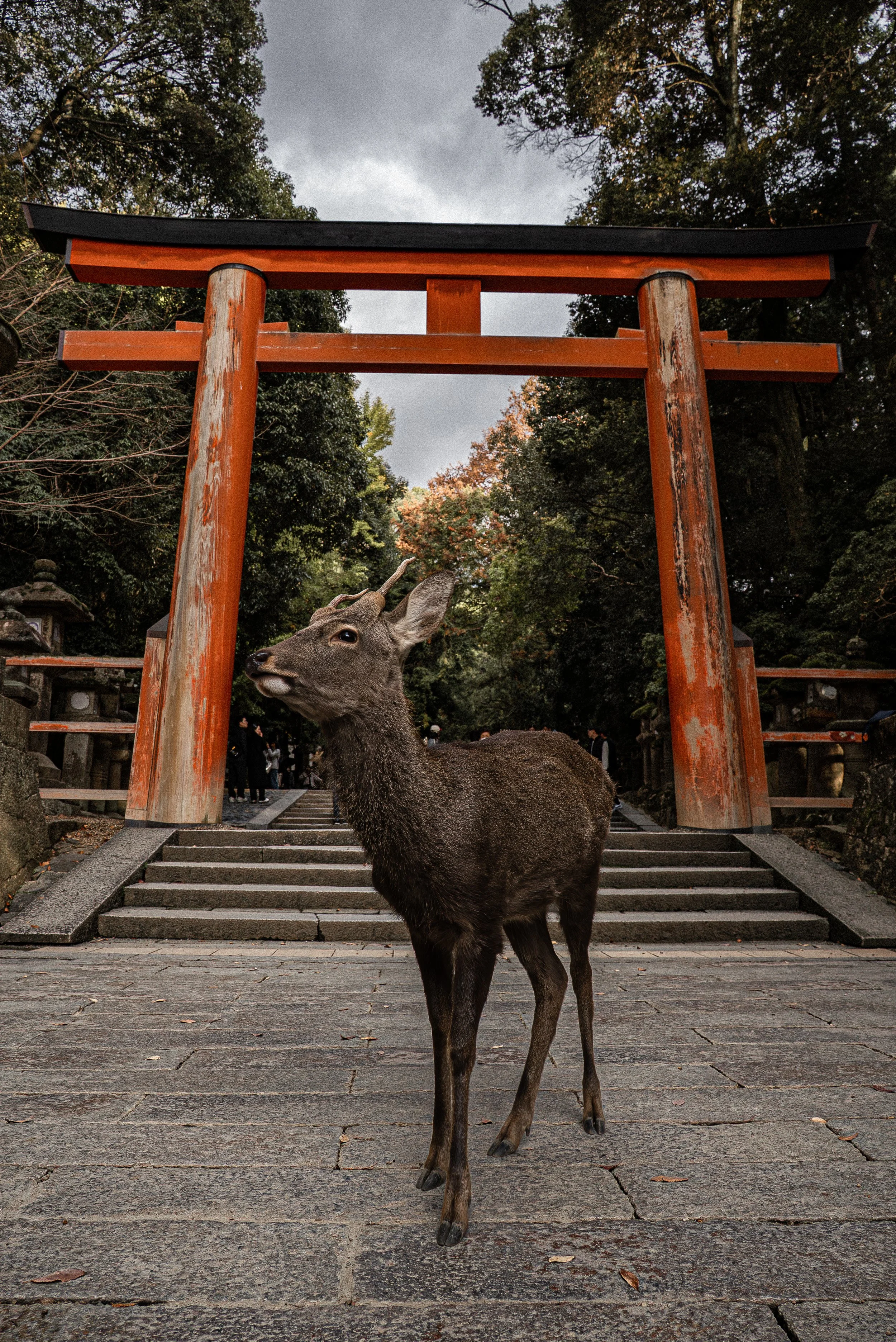 A deer standing on stone steps in front of a red Japanese torii gate, surrounded by trees, with dark clouds overhead.