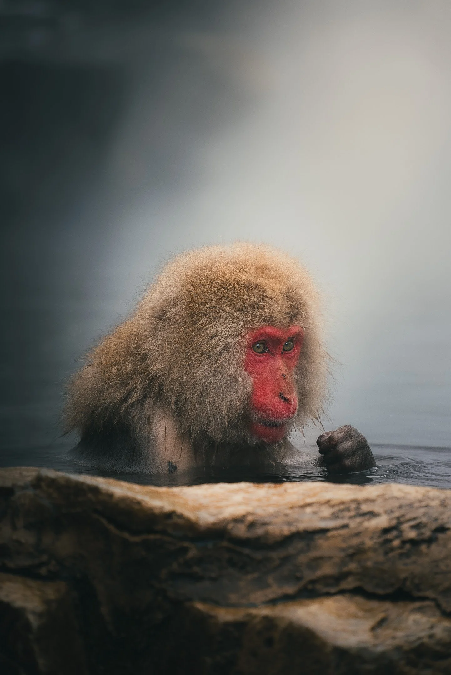 A monkey with a red face sitting in water, with a blurred rocky foreground and a plain background.
