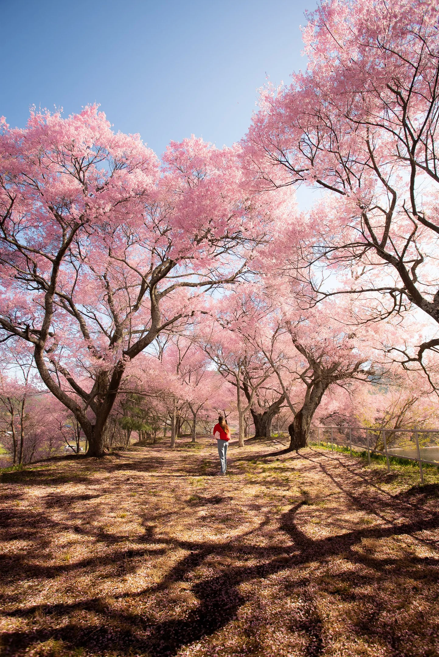 A woman wearing a red shirt and gray pants stands in a park surrounded by cherry blossom trees with pink flowers and dark branches. The sun is shining, casting shadows on the ground, and a blue sky is visible in the background.