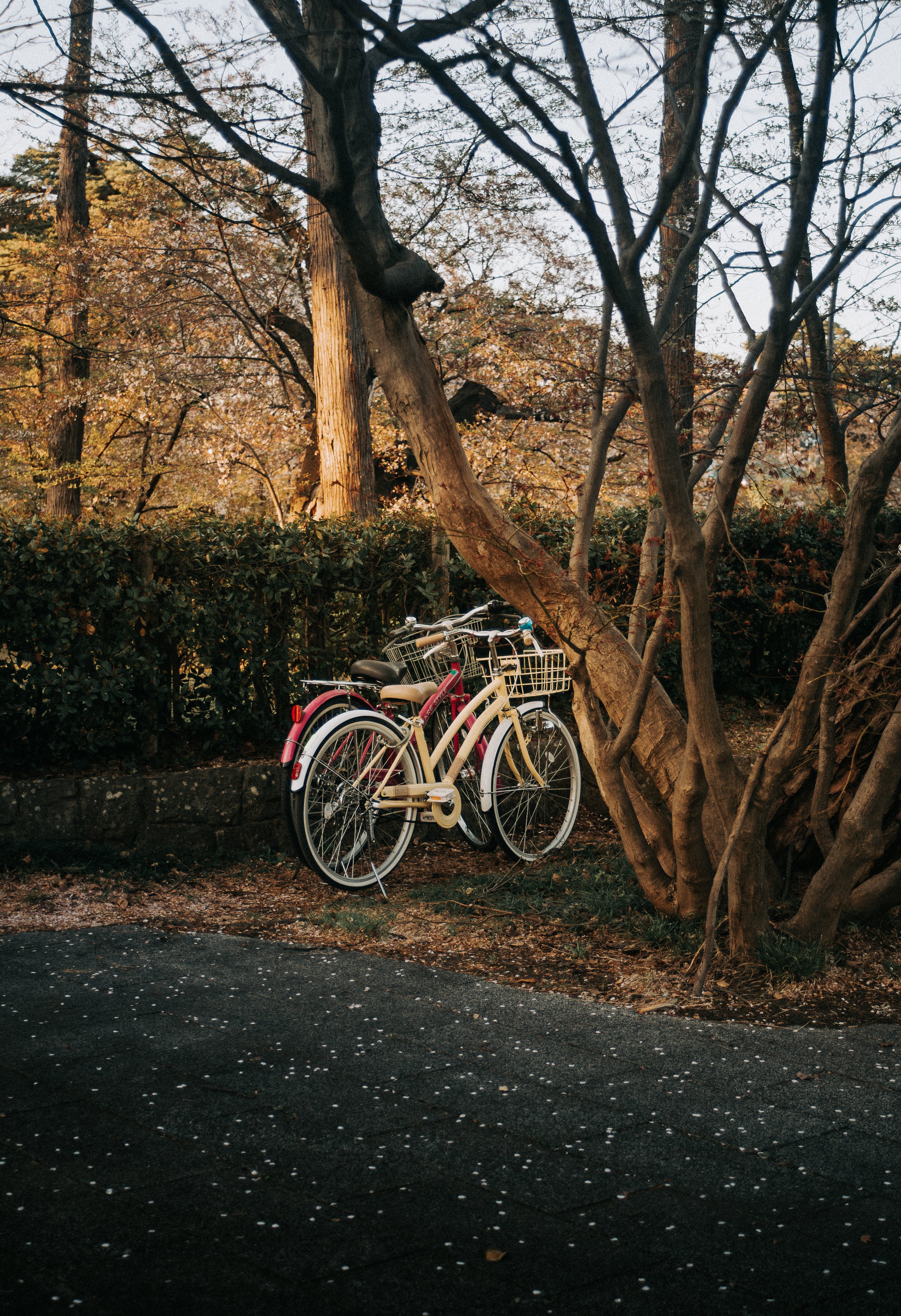 Two bicycles, one pink and one cream, are parked against a hedge next to a tree with brown and some remaining green leaves. In the background, there are tall trees with bare or sparse leaves and a cloudy sky.