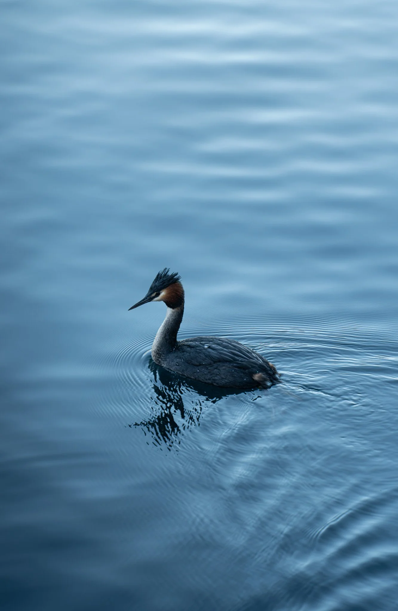 A single Great Crested Grebe swimming in calm water with gentle ripples.