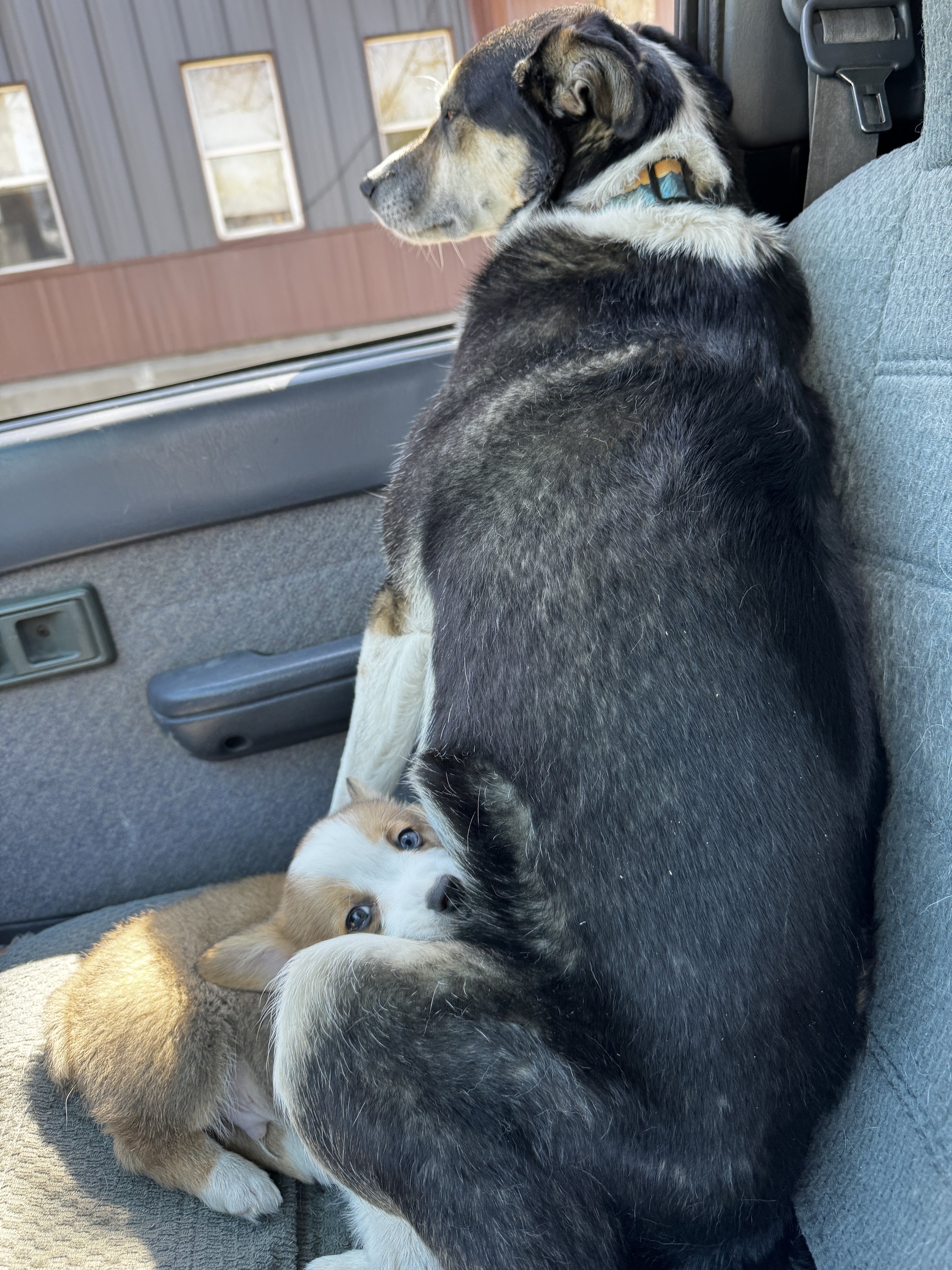 Two dogs, one black and tan, sitting in a vehicle with a third puppy lying on the floor. The background shows a house with windows.