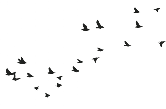 Multiple birds flying in the sky.