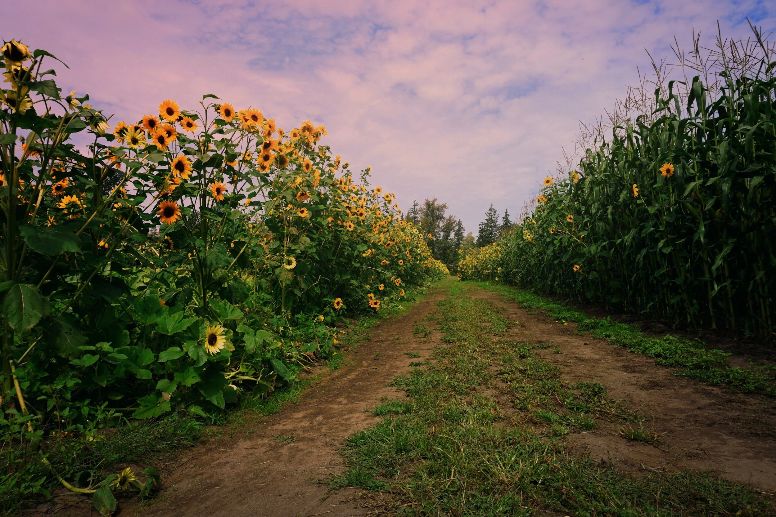 A dirt path through a farm field of sunflowers on the left and corn stalks on the right under a sky with soft clouds.