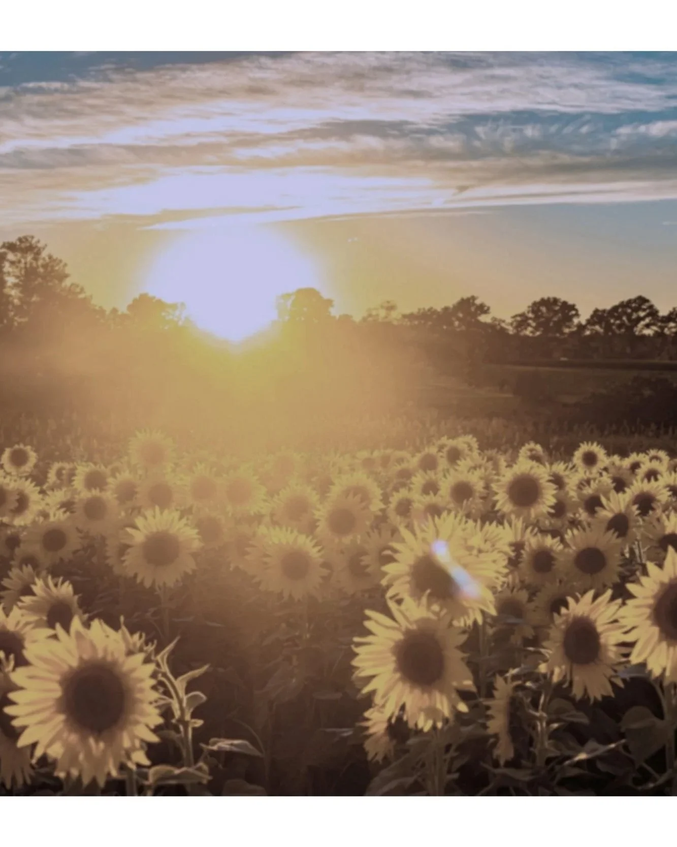 Sunflower field during sunset with a bright sun low on the horizon, trees in the background, and a partly cloudy sky.