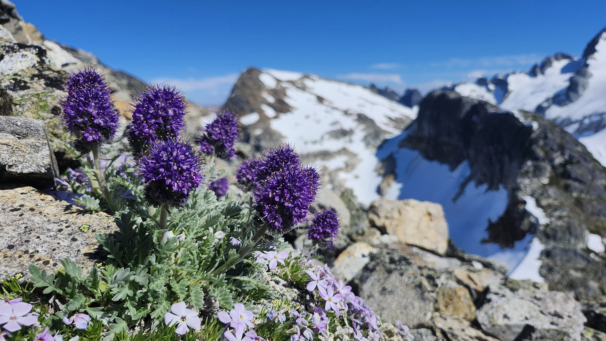 Purple wildflowers growing among rocks with snow-capped mountains and a clear blue sky in the background.