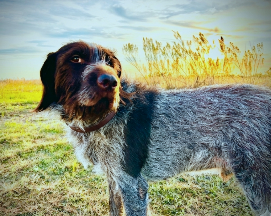 A dog with a mix of brown, black, and white fur standing in a grassy field during sunset.